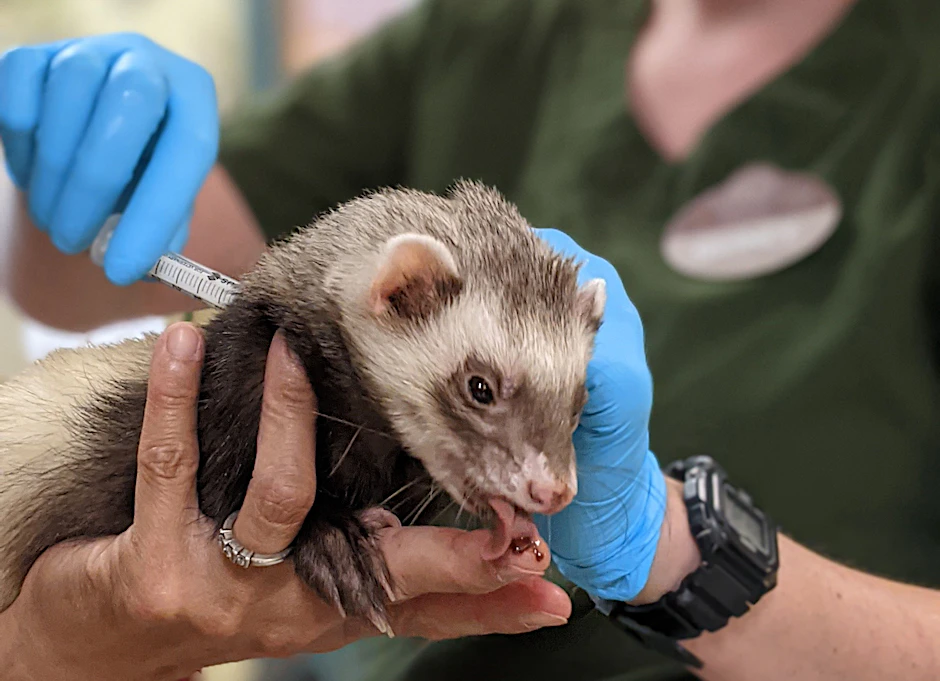 Mitarbeiter des Zoos von Oakland verabreichen einem Frettchen eine Dosis Impfstoff gegen Corona, während es an einer leckeren Paste lutscht.