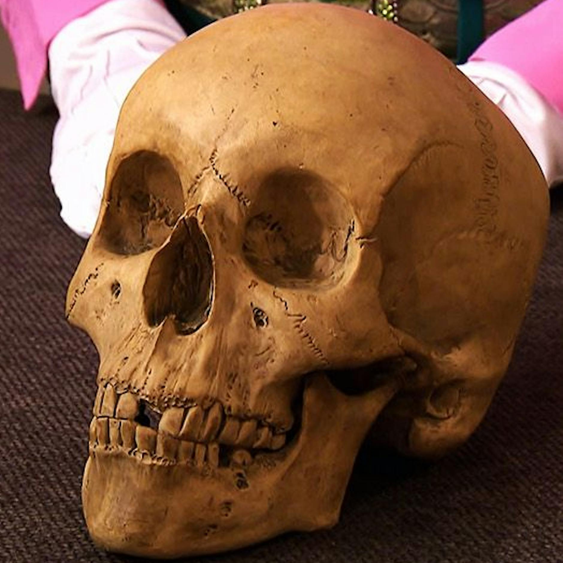 Wahnsinns-Fund bei „Bares für Rares“: Wie viel Geld dieser gruselige Totenschädel brachte, werden Sie nicht glauben!