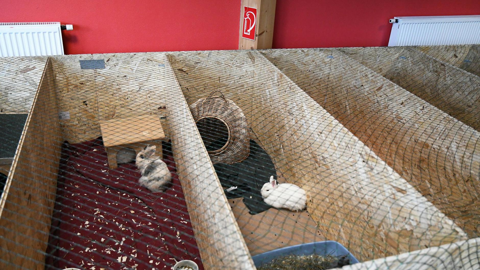 Die Tierheim-Mitarbeiter zimmerten Notunterkünfte für die Kaninchen.