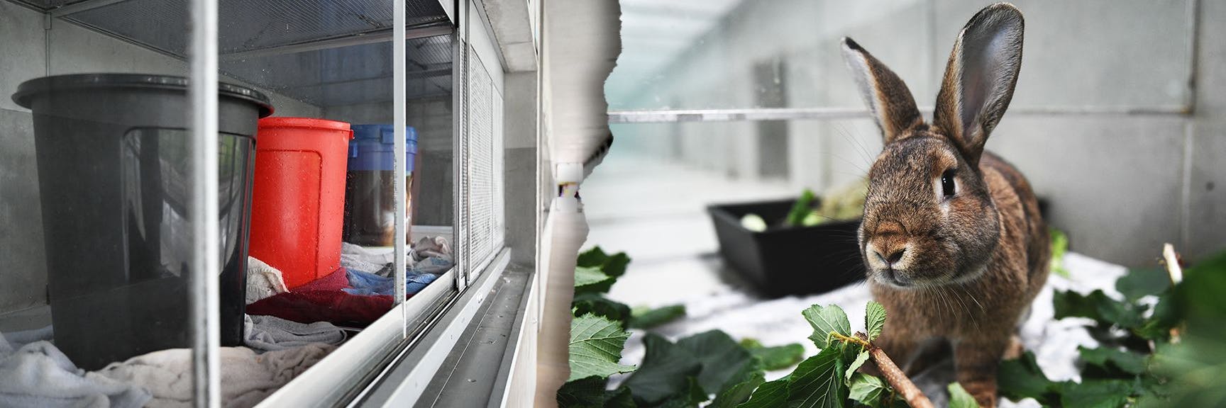 Der Starkregen setzte Teile des Tierheims unter Wasser. Die Kaninchen aus dem Kleintierhaus mussten nun in Notunterkünften unterkommen.