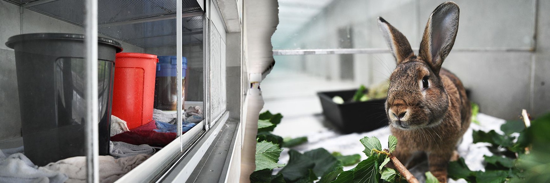 Der Starkregen setzte Teile des Tierheims unter Wasser. Die Kaninchen aus dem Kleintierhaus mussten nun in Notunterkünften unterkommen.