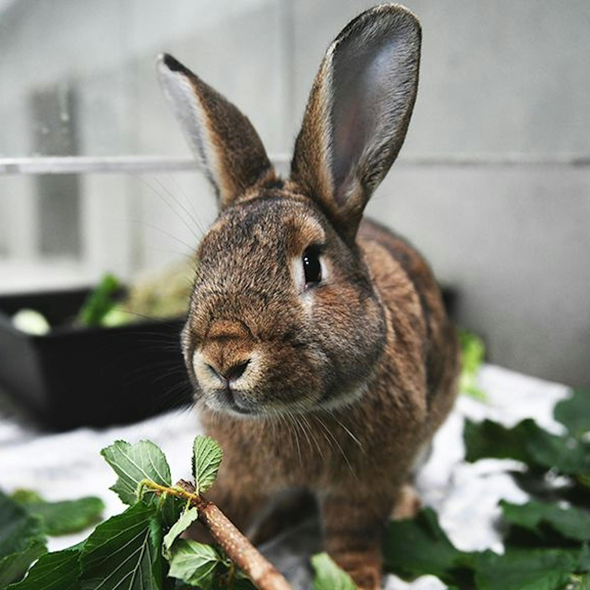 So viele Kaninchen im Berliner Tierheim wie nie – dann flutete der Starkregen die Ställe ...