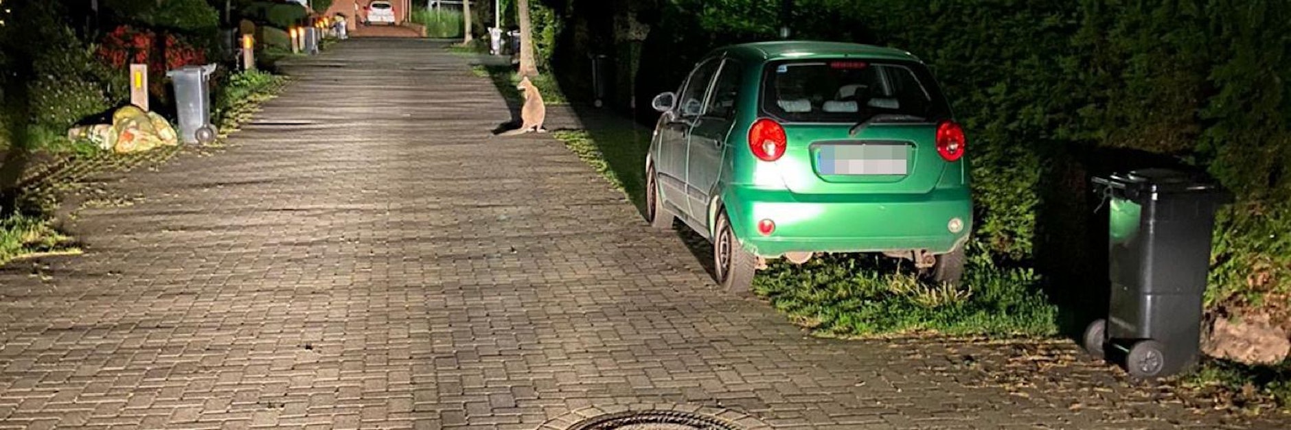 Ein entlaufenes Känguru in Delmenhorst.