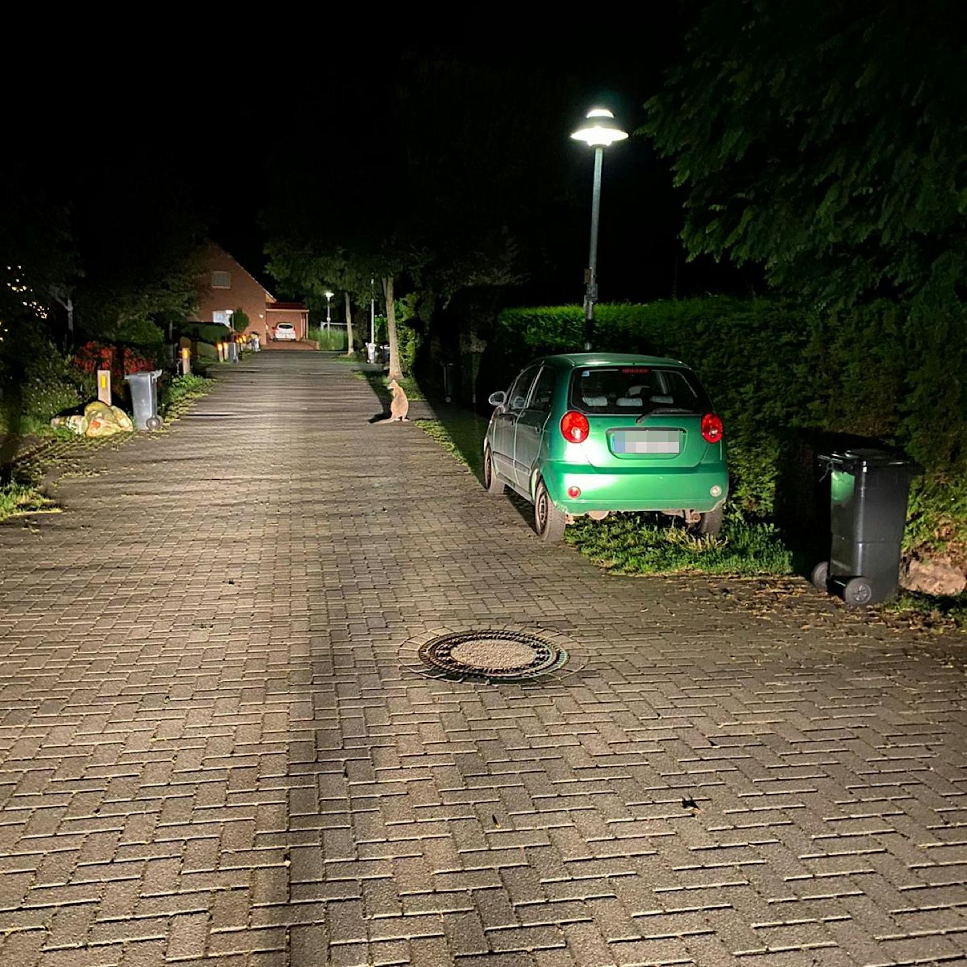 HIER hüpft ein Känguru durch Delmenhorst – und keiner wusste, wem es gehört!