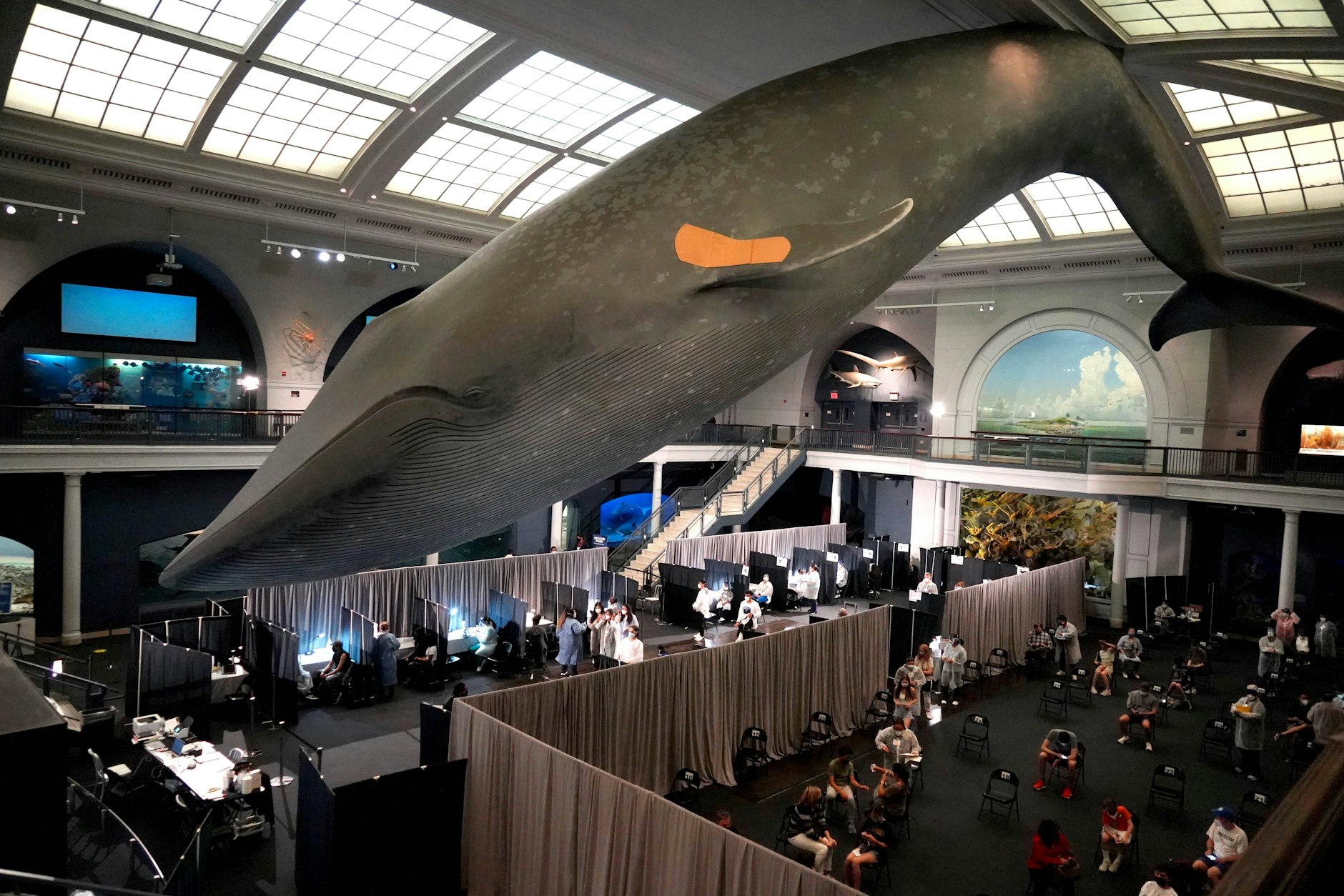 Blauwal mit Impfpflaster: Impfstation im New Yorker Naturkundemuseum.