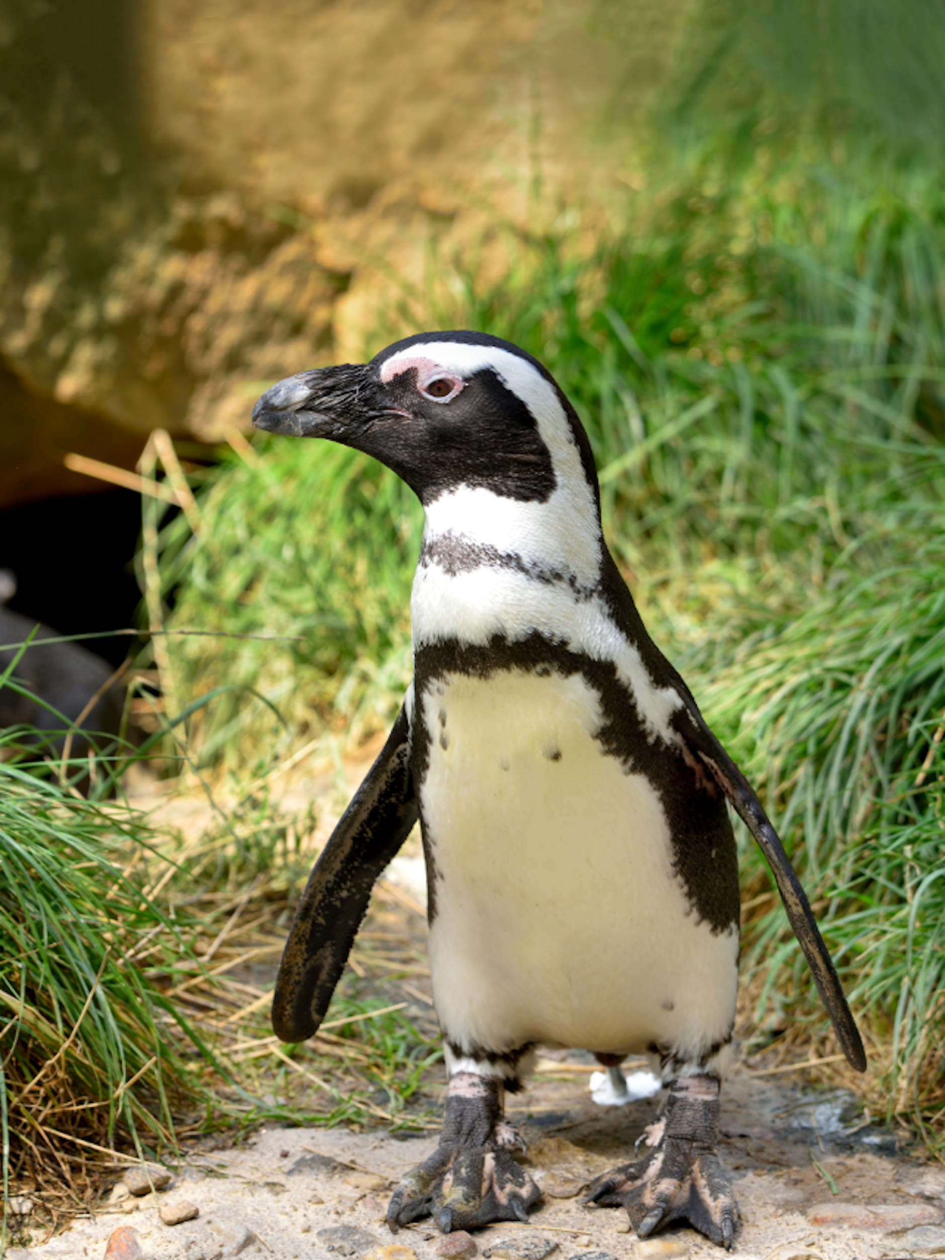 Brillenpinguine mögen es heiß statt kalt, leben daher an den Küsten Afrikas.