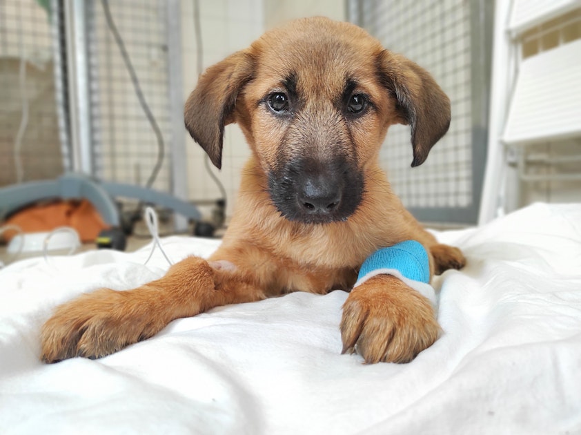 Tierheim Berlin „die Hunde Sterben Uns Teilweise Unter Den Fingern Weg“