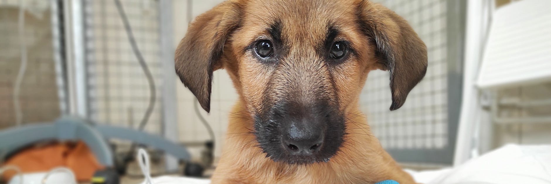 Lulu, ein Hundewelpe aus illegalem Welpenhandel, liegt auf einer Decke im Tierheim Berlin. Das Jungtier ist mittlerweile gestorben. Das Tierheim ist in den Sommerferien am Rand seiner Kapazität. Illegaler Welpenhandel bleibt dabei eines der größten Probleme.