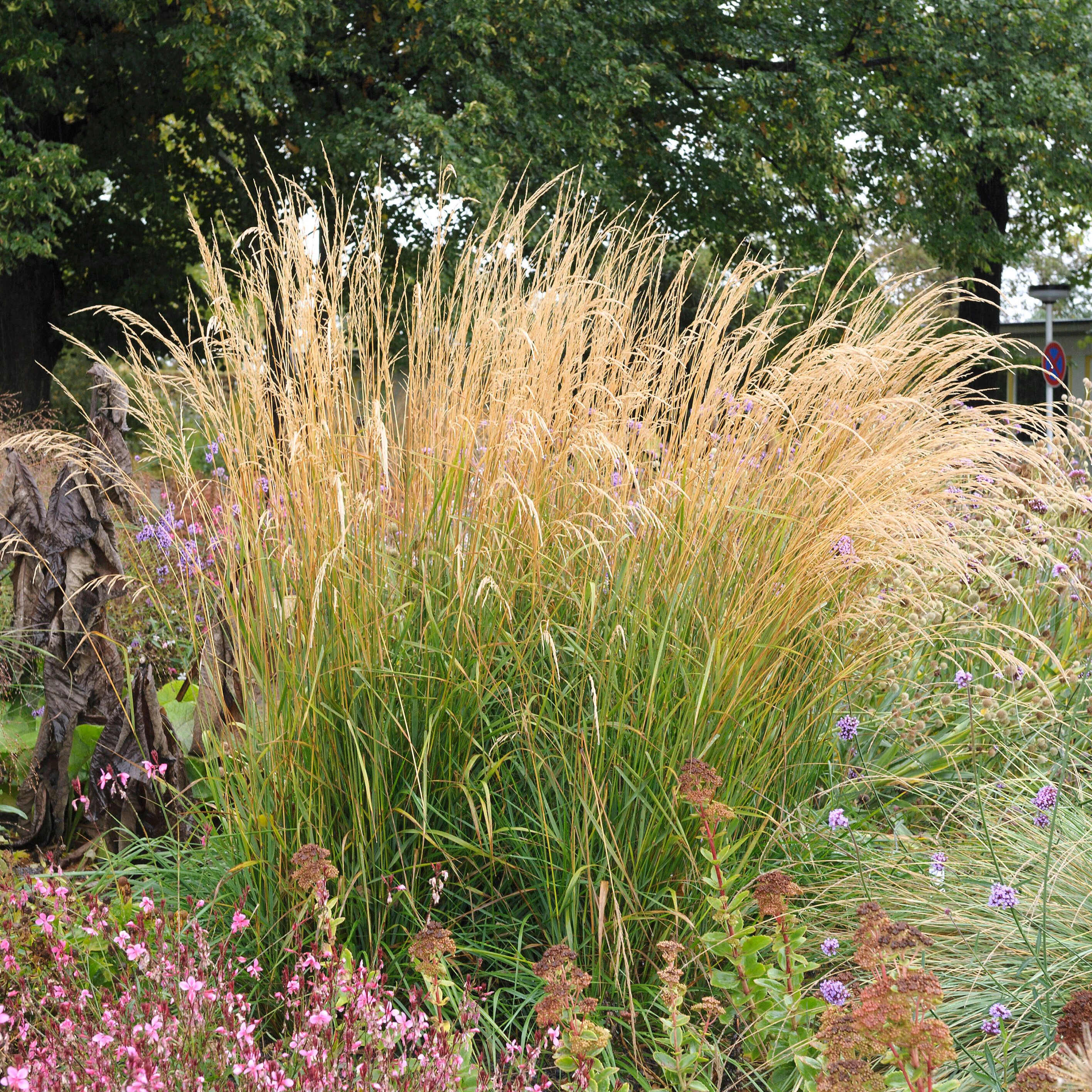 Das Garten-Reitgras kann Starkregen verkraften.