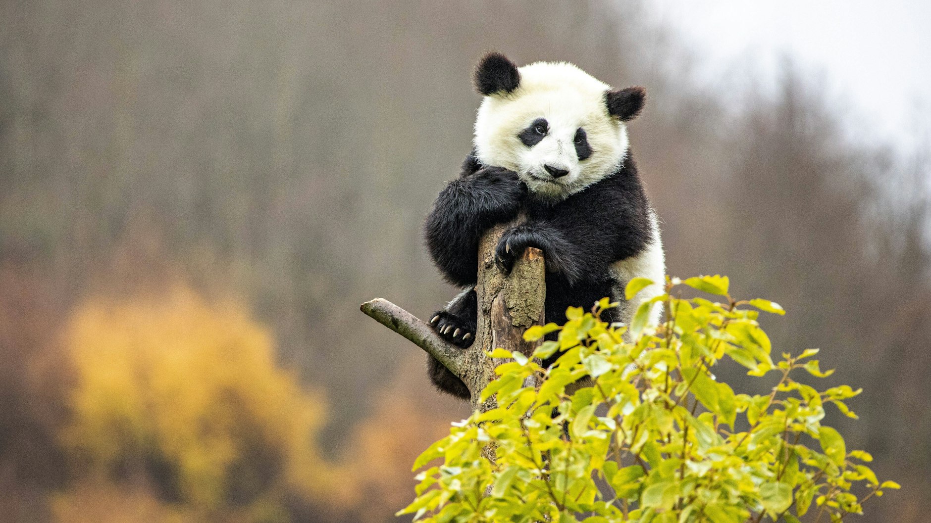 Ein Panda im für die Tiere eigens eingerichtetem chinesischen Schutz- und Forschungszentrum.