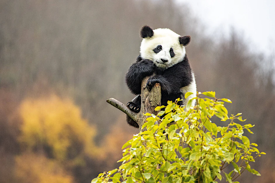 Ein Panda im für die Tiere eigens eingerichtetem chinesischen Schutz- und Forschungszentrum.