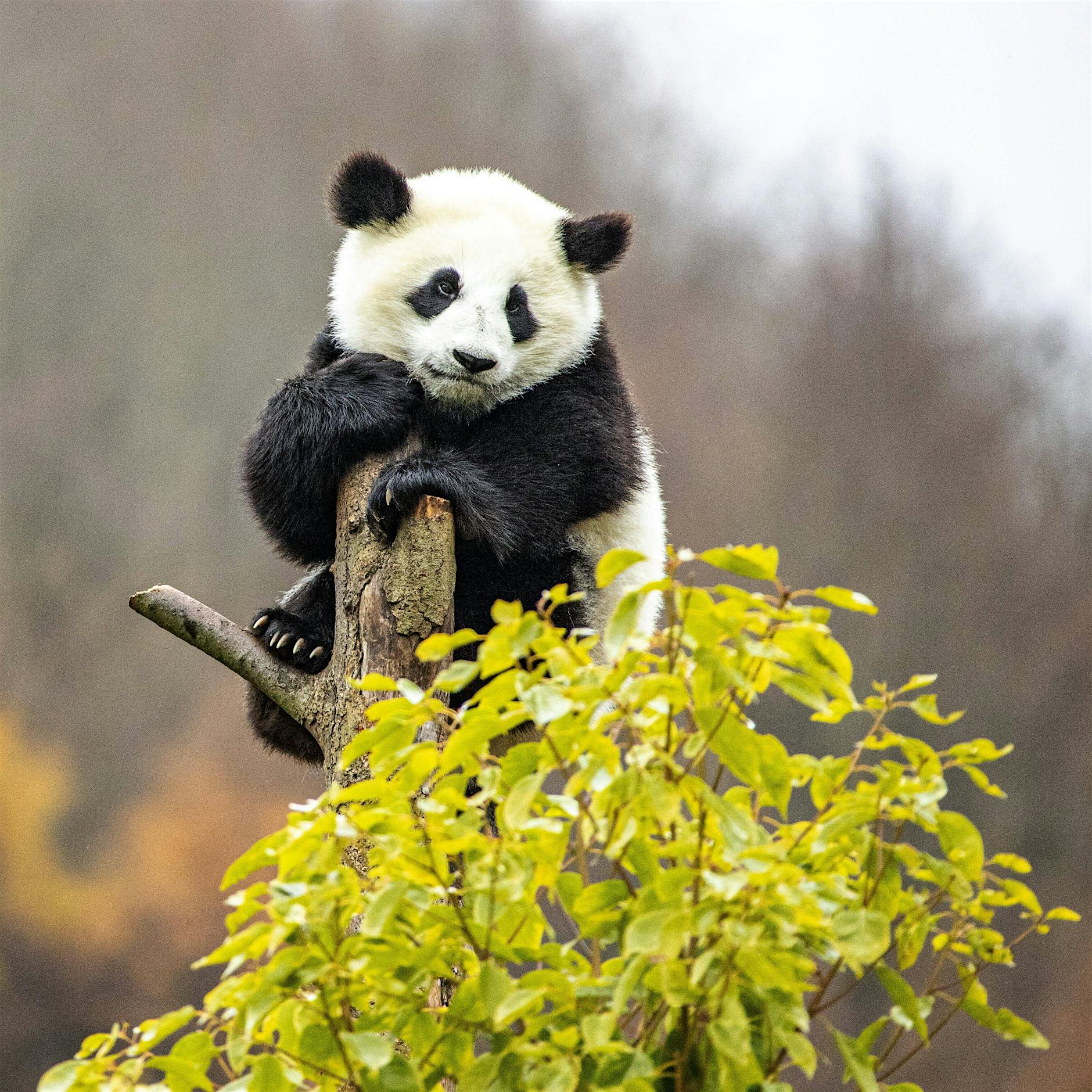 China: Pandas gelten nicht mehr als gefährdet