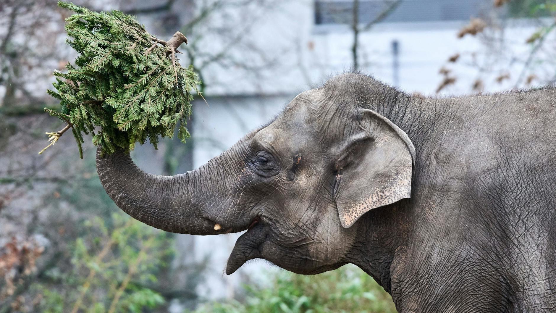 Einige Tannenbäume landen auch als Futter und Zeitvertreib im Berliner Zoo.