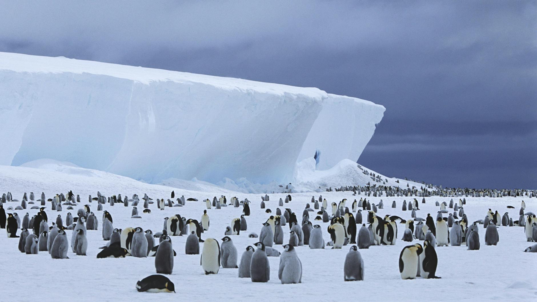 Pinguine versammeln sich vor einem Eisberg in der Antarktis (Archivbild). Mitarbeiter einer Forschungsstation sind positiv auf Corona getestet worden. 