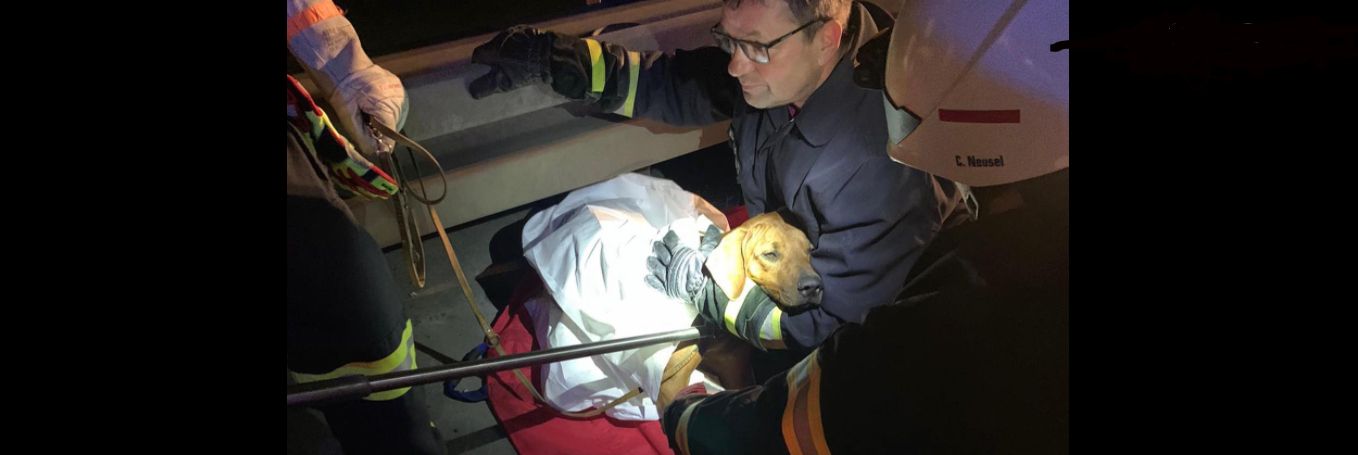 Image - Nach Unfall: Verletzter Hund überlebt drei Tage auf der Autobahn