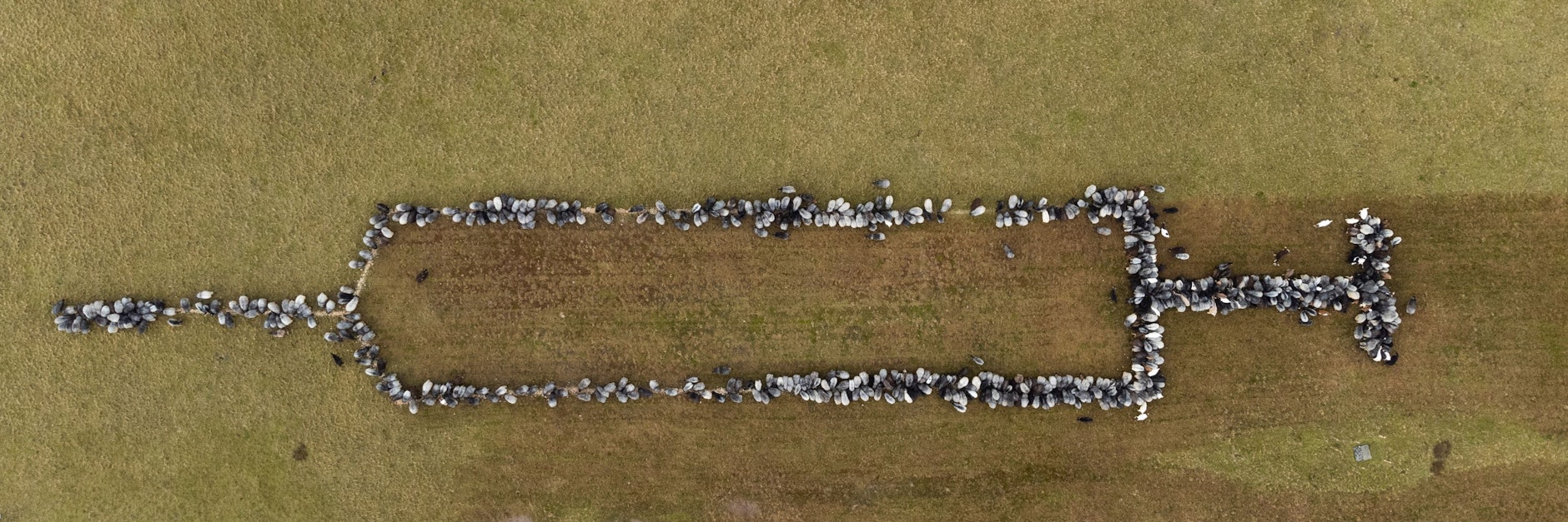 Appell an die Impf-Unentschlossenen in Schneverdingen: Etwa 700 Schafe und Ziegen bilden auf einer Wiese stehend die Form einer rund 100 Meter großen Spritze.
