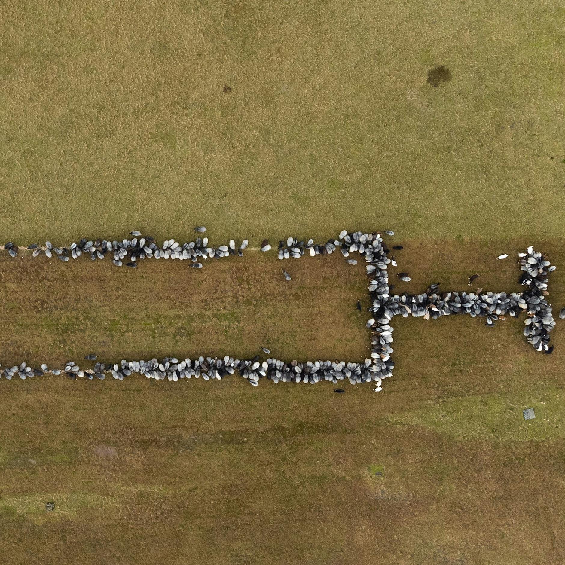 Kurioser Impf-Appell: Sogar Schafe werben jetzt für den Corona-Piks