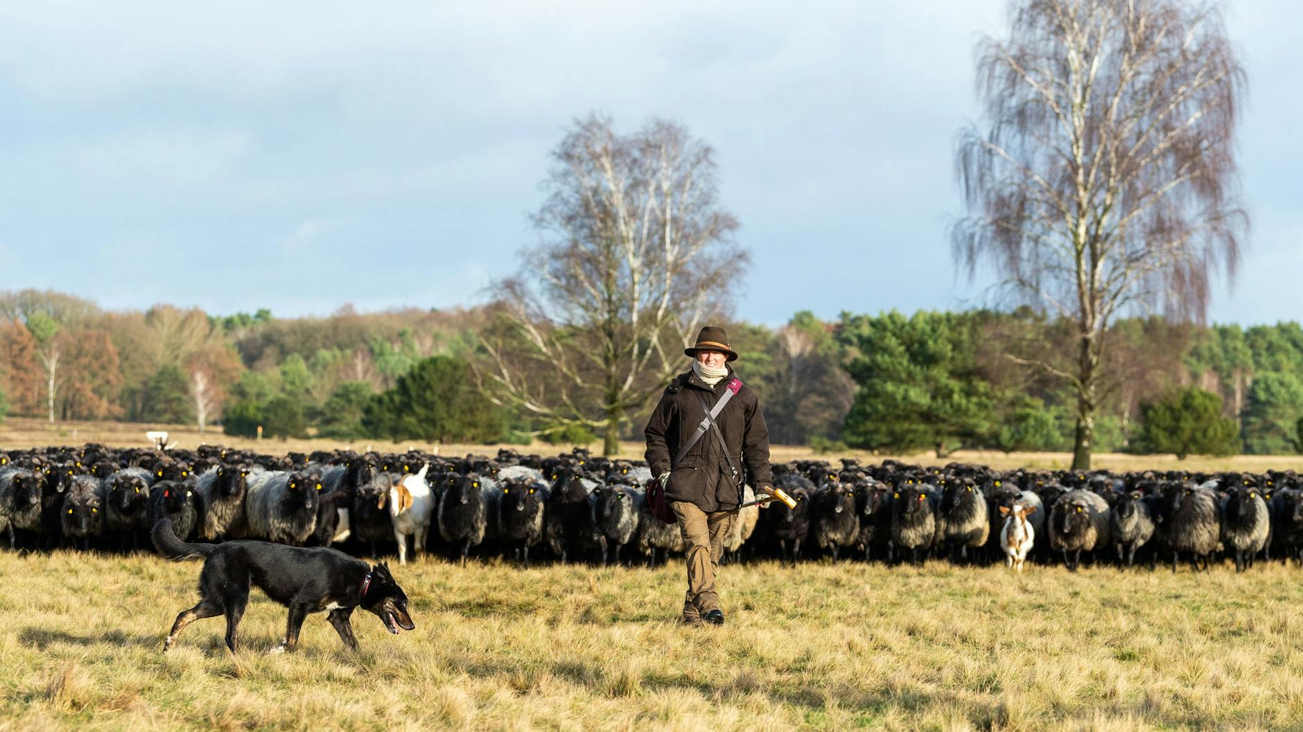 Schäferin Wiebke Schmidt-Kochan hat mit ihren Schafen und Ziegen mehrere Tage für die Aktion geübt. 