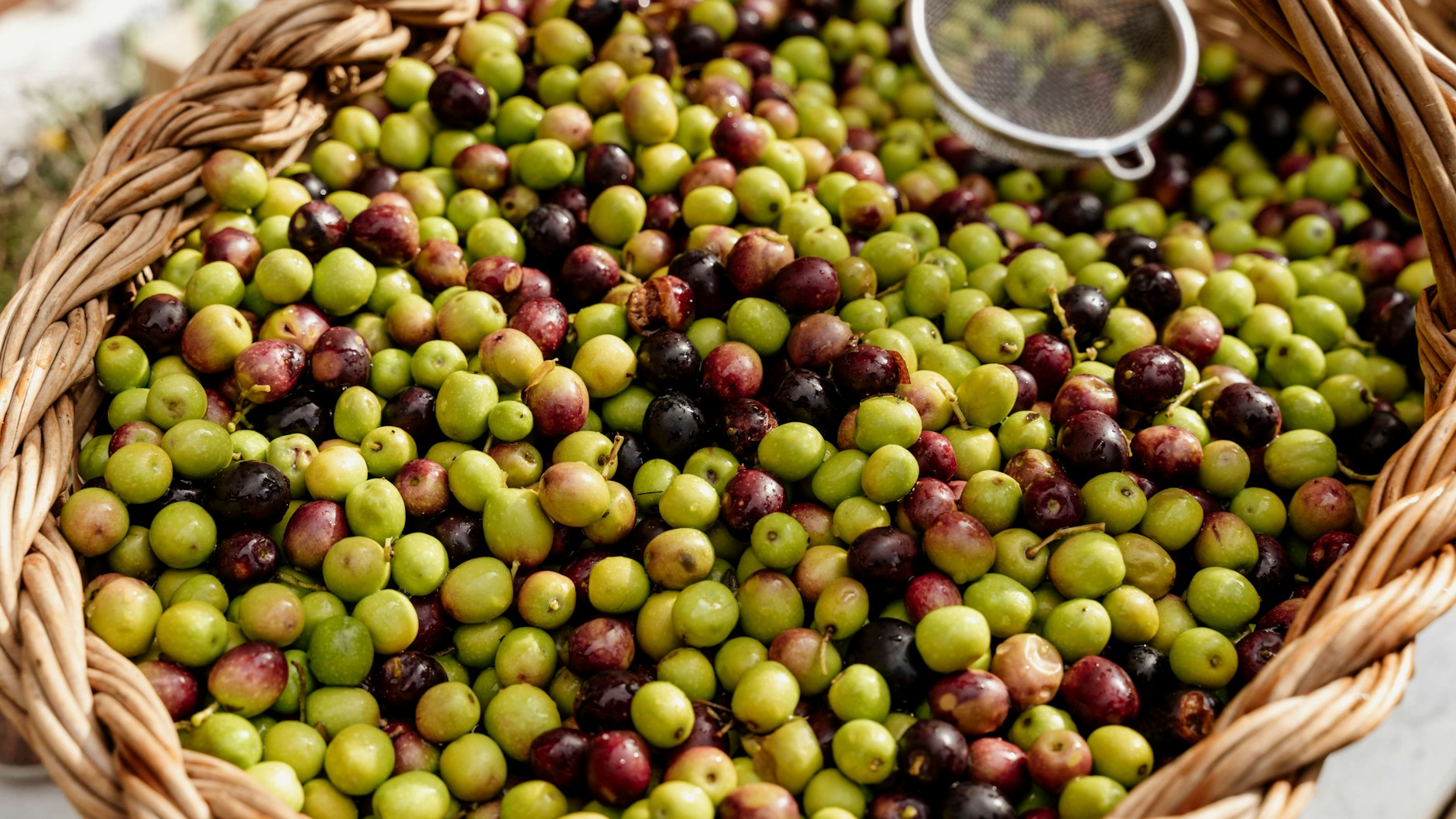 Ein Korb frisch geernteter Oliven. Einige sind schon schwarz, andere noch grün.