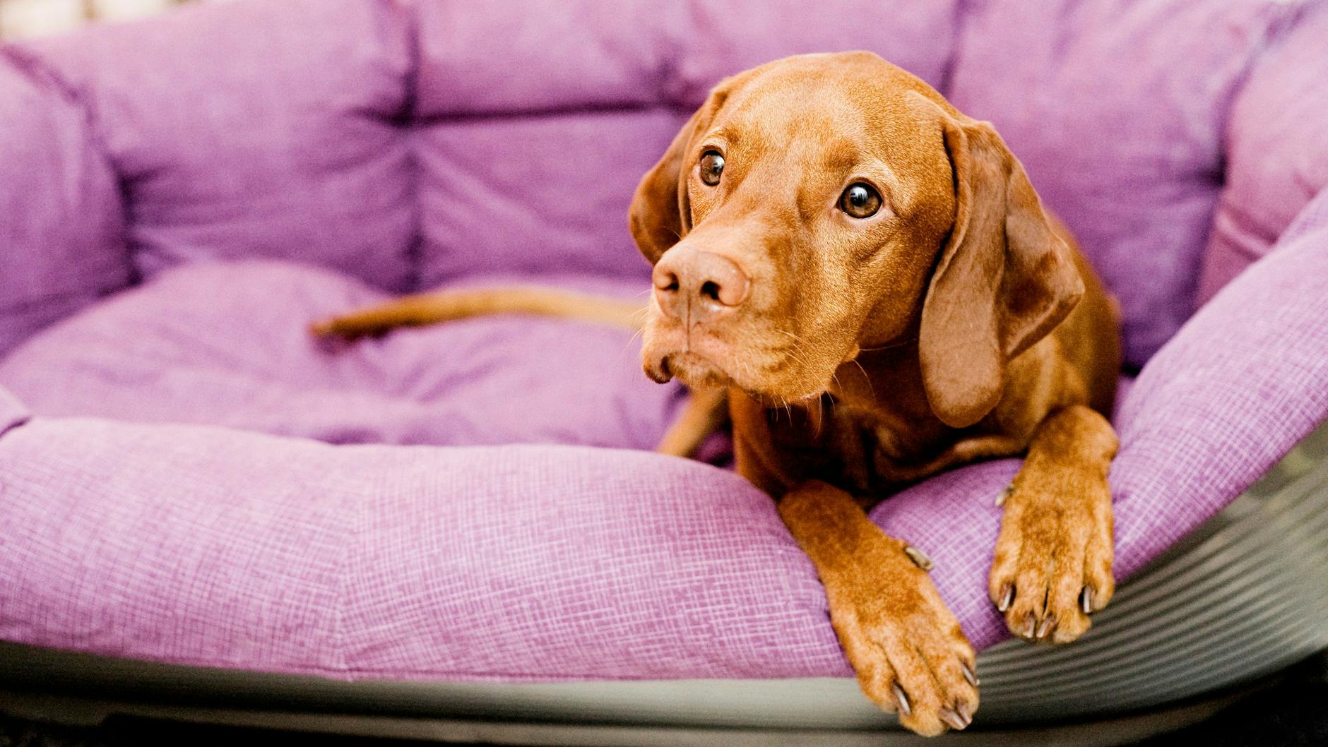 Wer sich noch vor dem Jahreswechsel einen Hund zugelegt hat, muss seinen Vierbeiner bis spätestens 1. Juli registrieren lassen (Symbolbild).