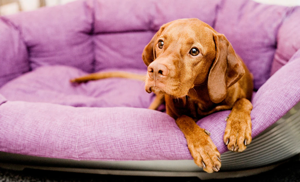 Berlin: Hunde müssen gebührenpflichtig registriert werden