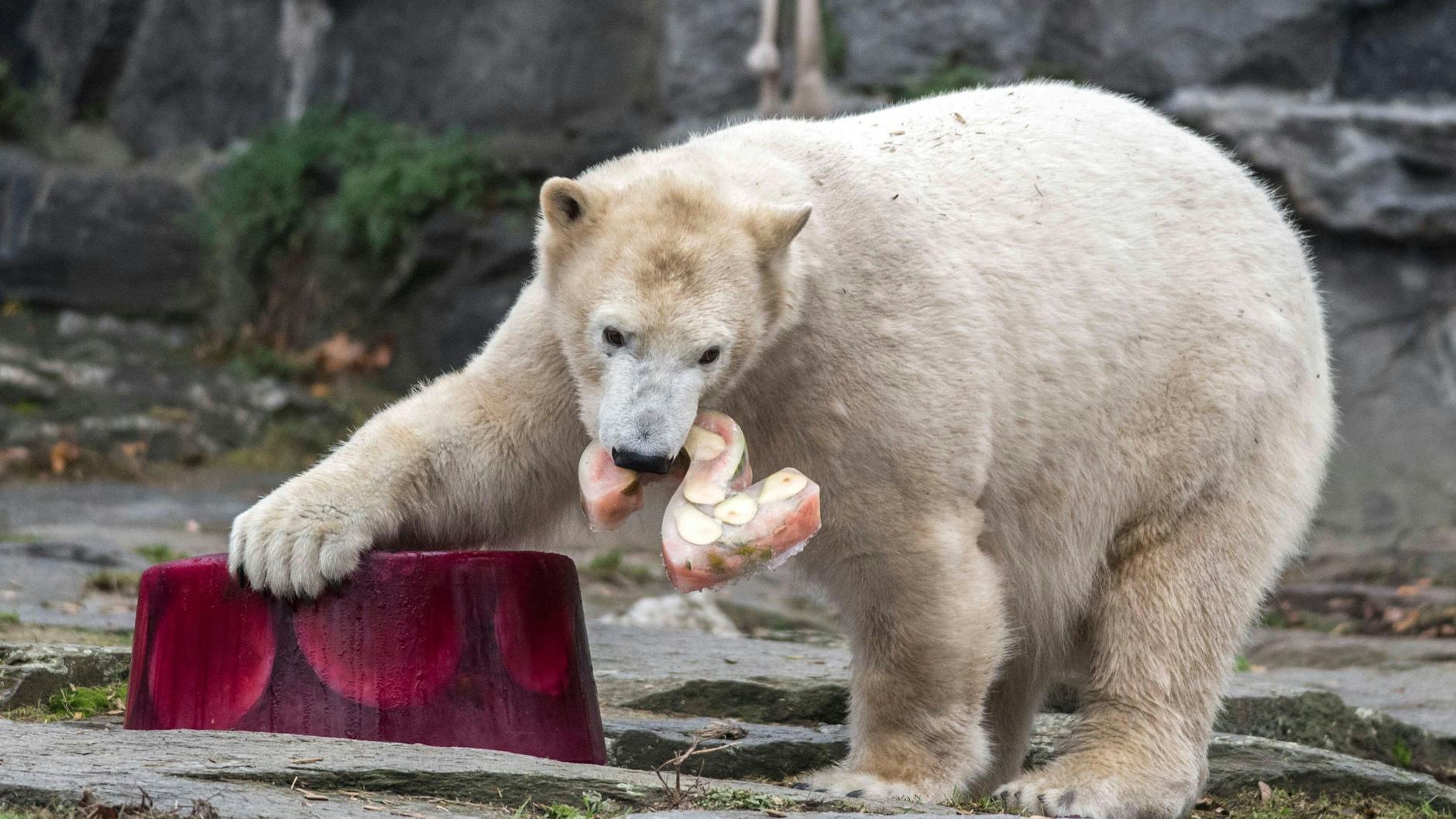 Eisbärin Hertha an ihrem zweiten Geburtstag im Tierpark in Berlin-Friedrichsfelde (Archivbild).