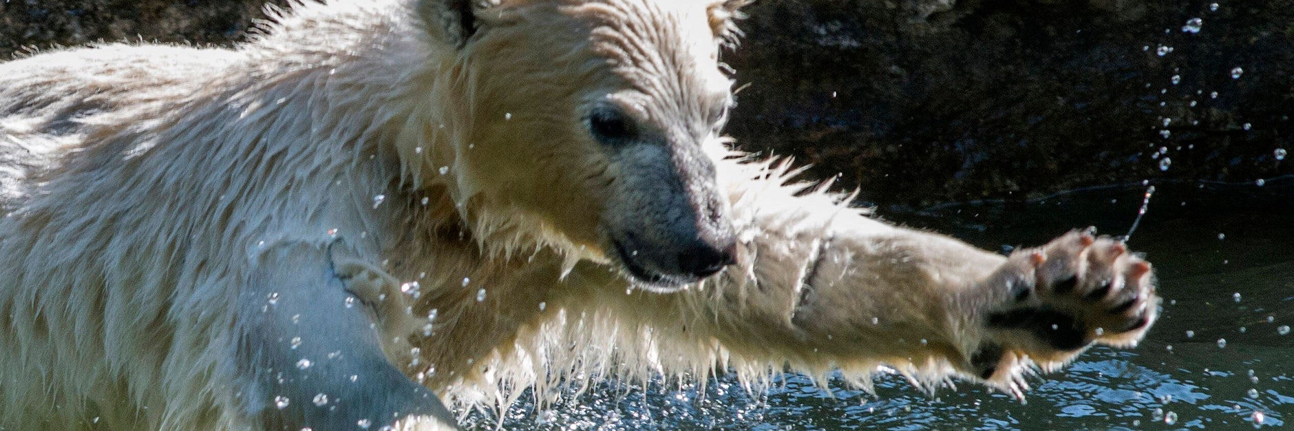 Eisbär-Star Hertha planscht vergnügt im Becken der Anlage im Tierpark Berlin.