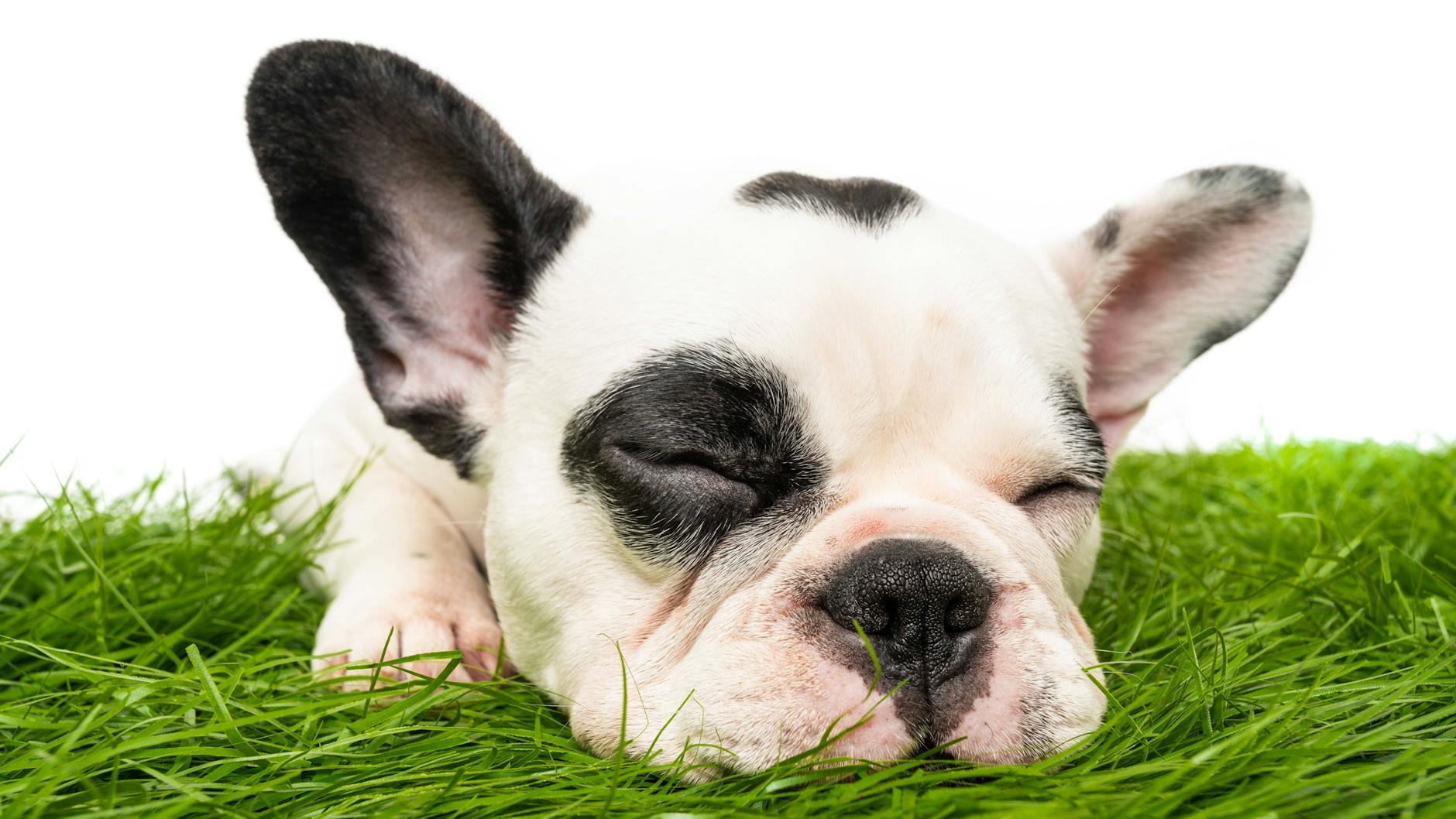 Die Französische Bulldogge gehört zu den Lieblingshunden der Berliner.