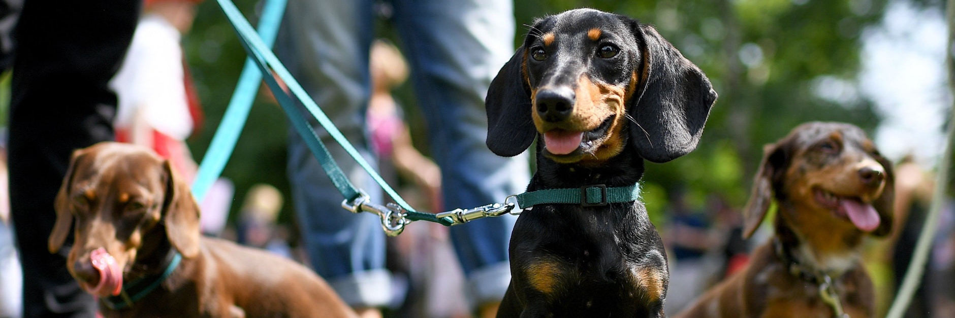Da bellt Bello und Co nicht vor Freude: Berliner Hundebesitzer werden bei der Registrierung ihrer Lieblinge kräftig zur Kasse gebeten.