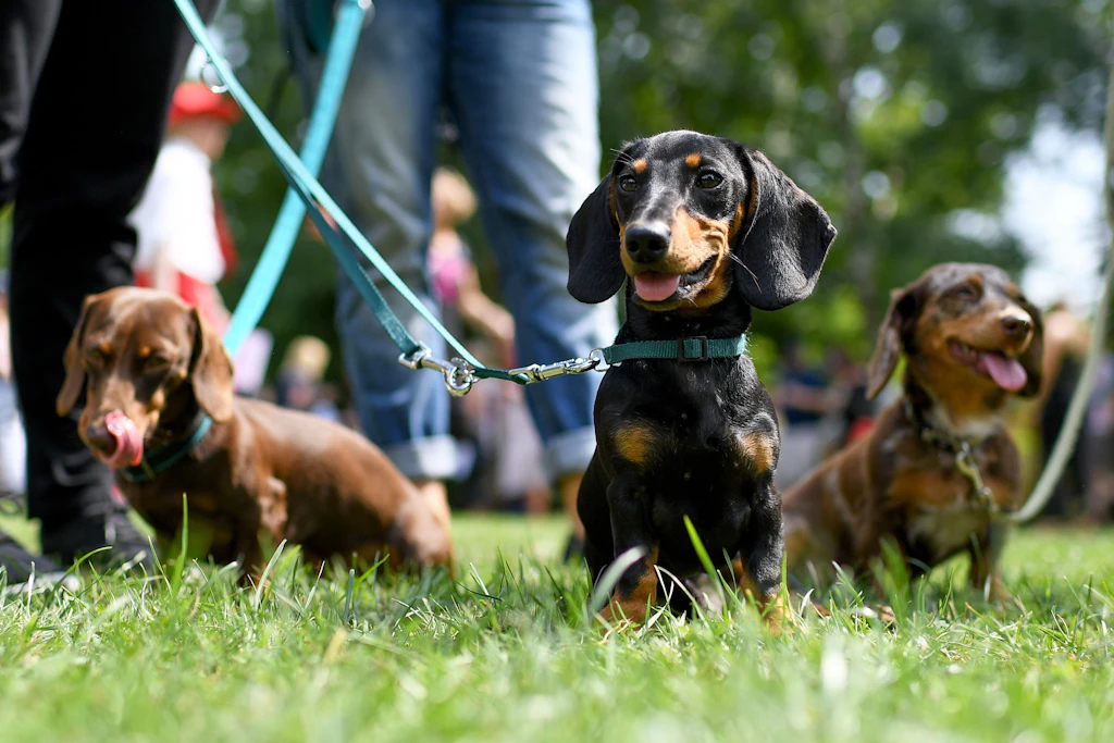 Das wird teuer: Berliner müssen ihre Hunde registrieren lassen