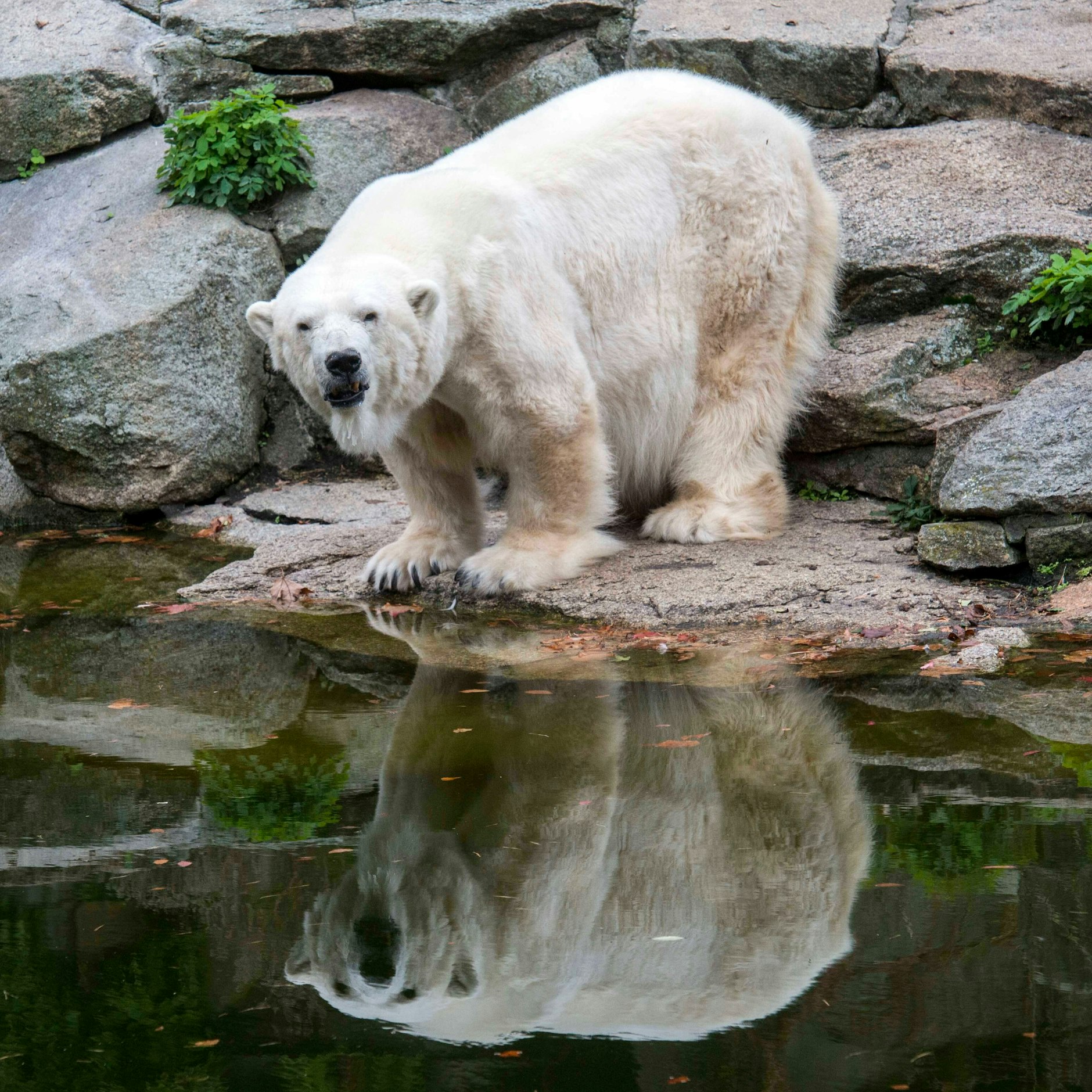 Eisbärin Katjuscha starb am Heiligabend 2021. Die Eisbär-Anlage im Zoo ist verwaist, müsste dringend modernisiert werden.