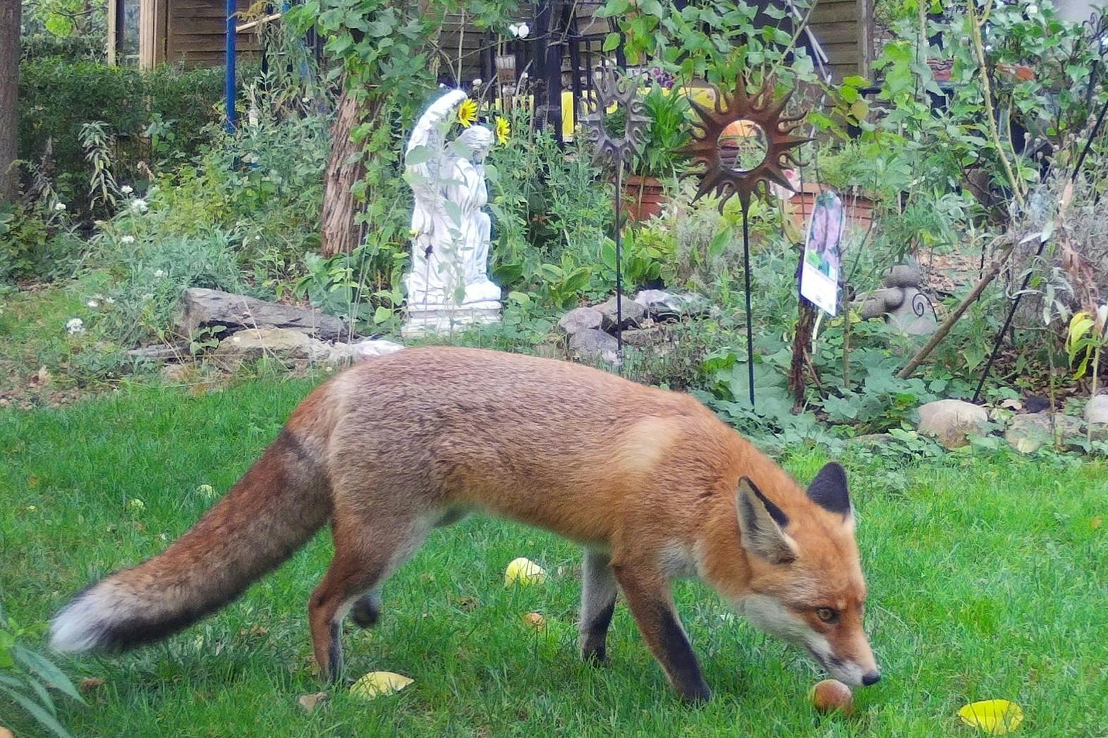 Dieser Fuchs geriet in einem Berliner Garten in eine Fotofalle.