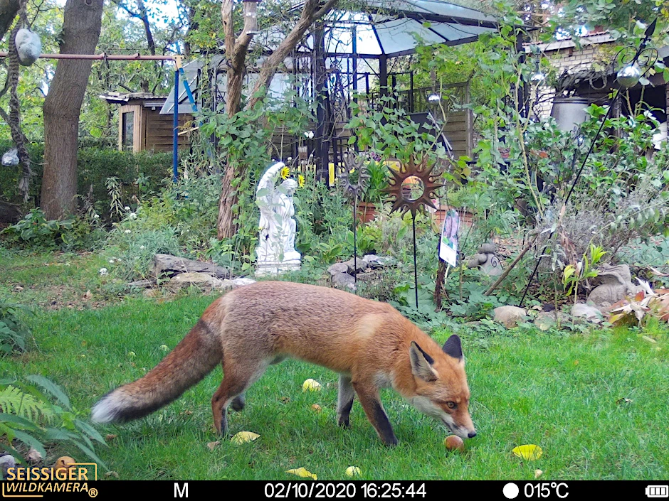 Dieser Fuchs geriet in einem Berliner Garten in eine Fotofalle.
