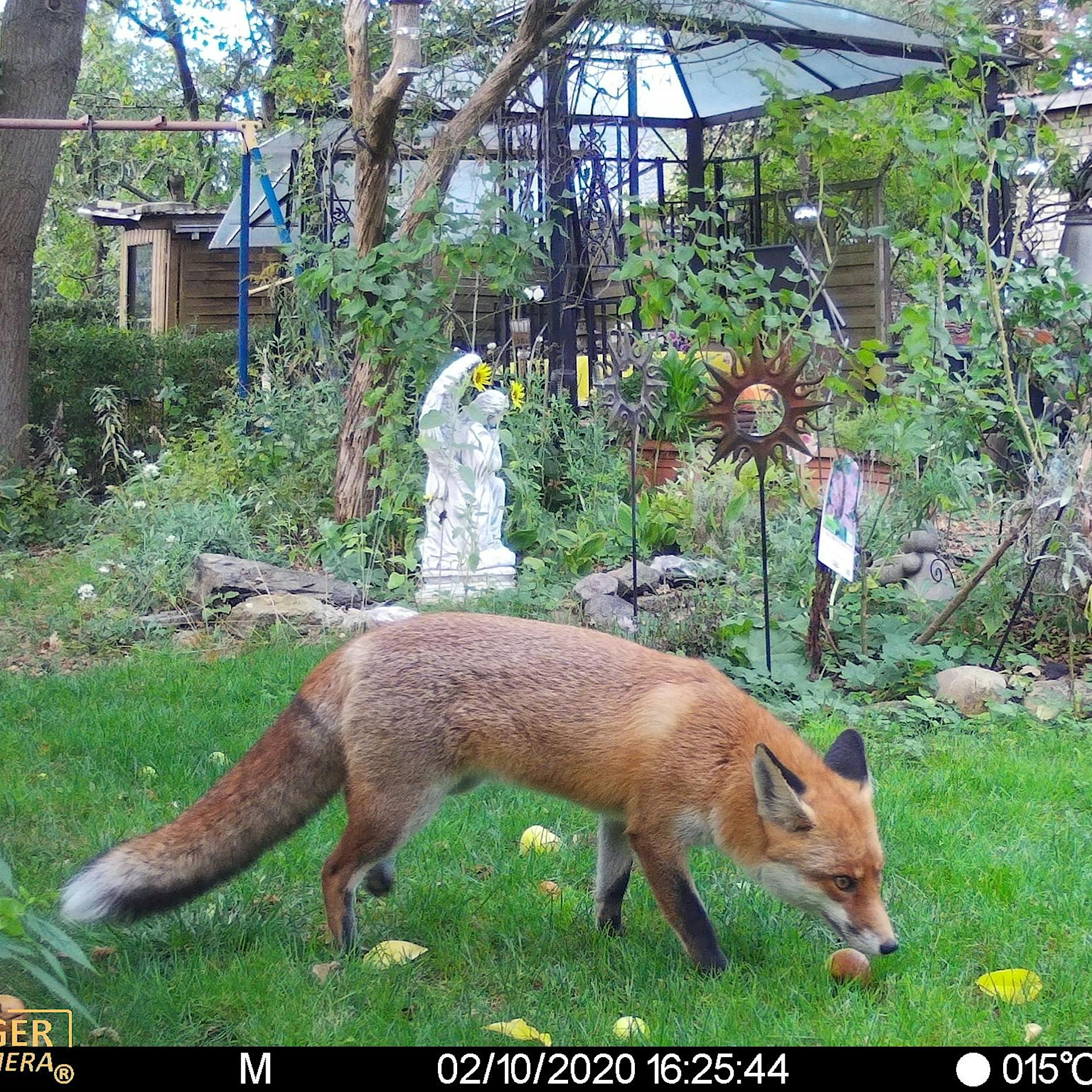 Wildtiere und Hauskatzen in Berlin: Kameras zeigen, wie sie miteinander leben