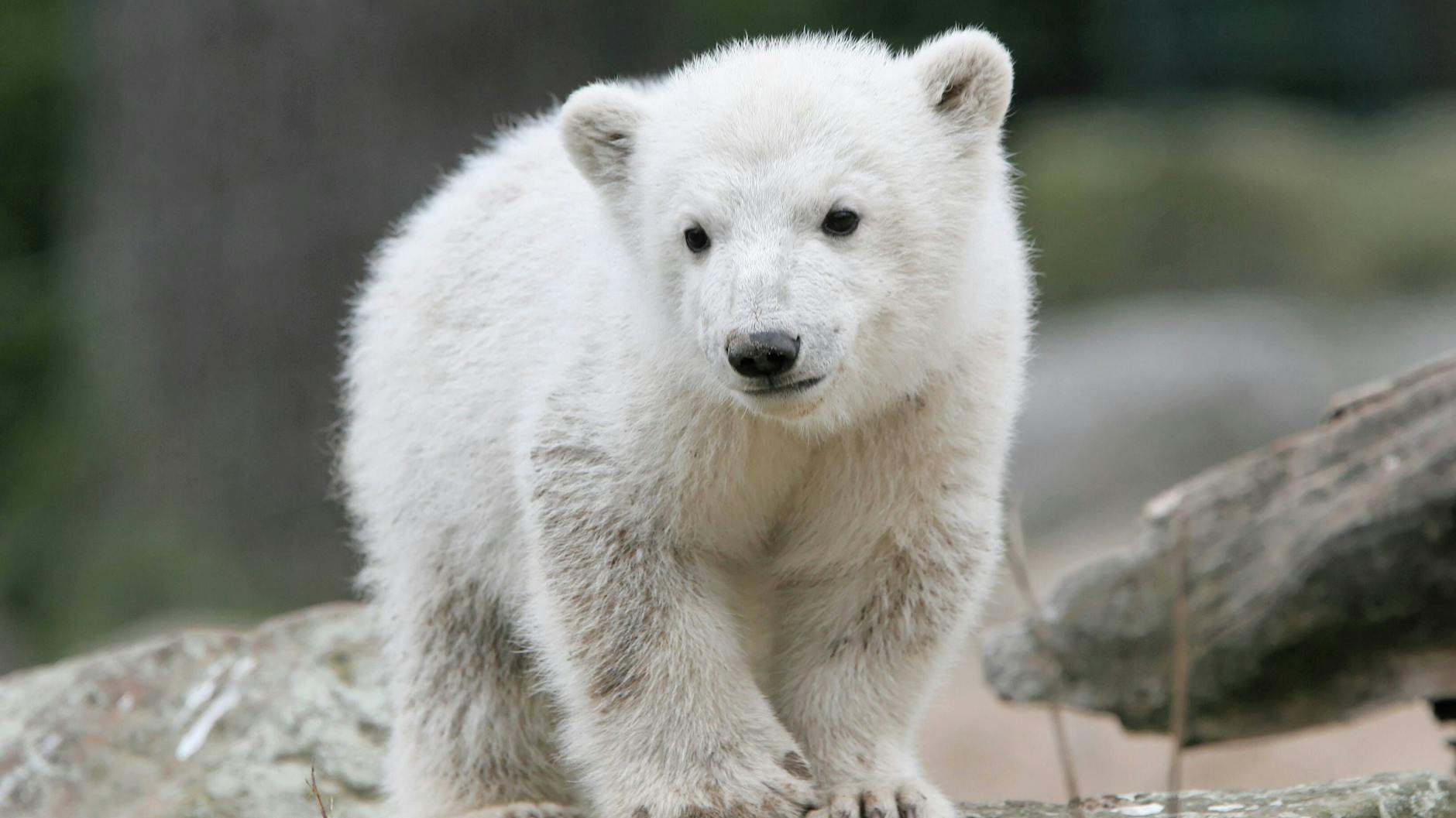 Eisbär Knut wurde weltweit zum Zoo-Star. 2011 starb er, wurde nur vier Jahre alt. 