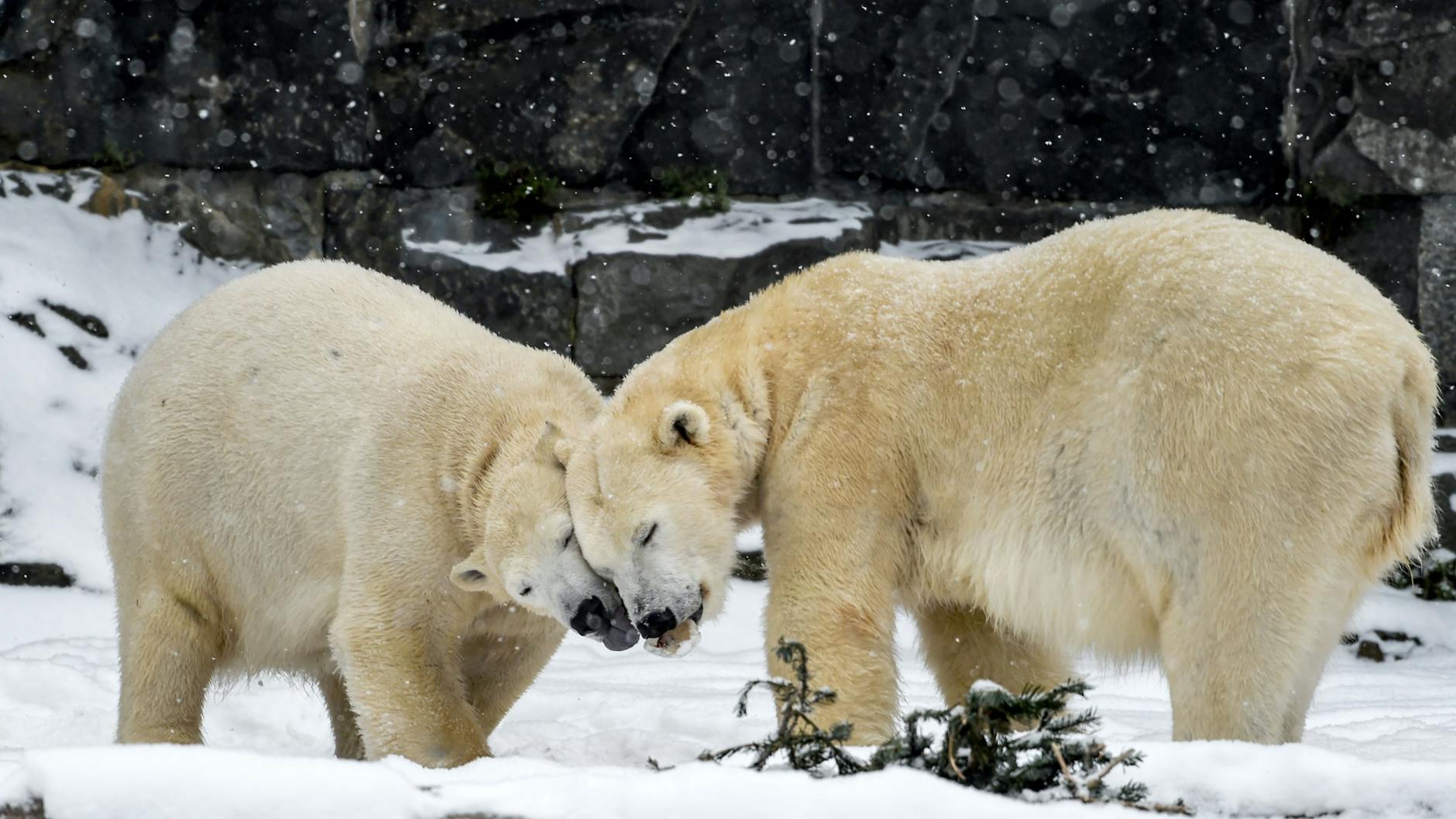 Eisbärin Hertha (li.) und ihre Mutter Tonja verstehen sich wie zwei gute Freundinnen, sagt Tierparkchef Andreas Knieriem.