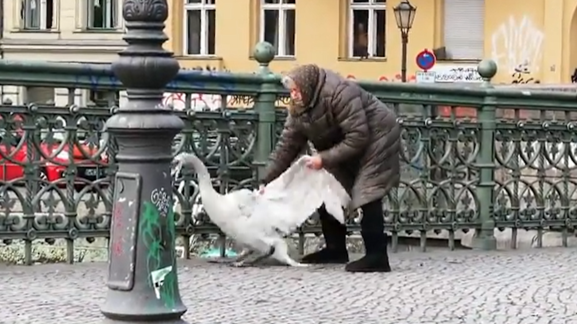 Die Oma versucht, den Schwan zu fangen.