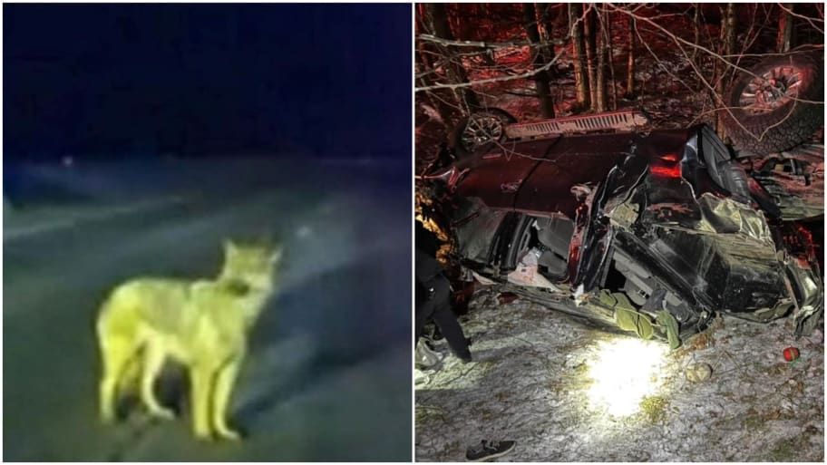 Schäferhund als Held! Er führt die Polizei zum Autounfall seines schwer verletzten Besitzers