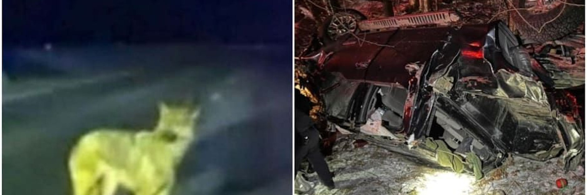 Der deutsche Schäferhund Tinsley leitete die Polizei zum Straßengraben, in dem das völlig zerstörte Auto seine Besitzers lag.