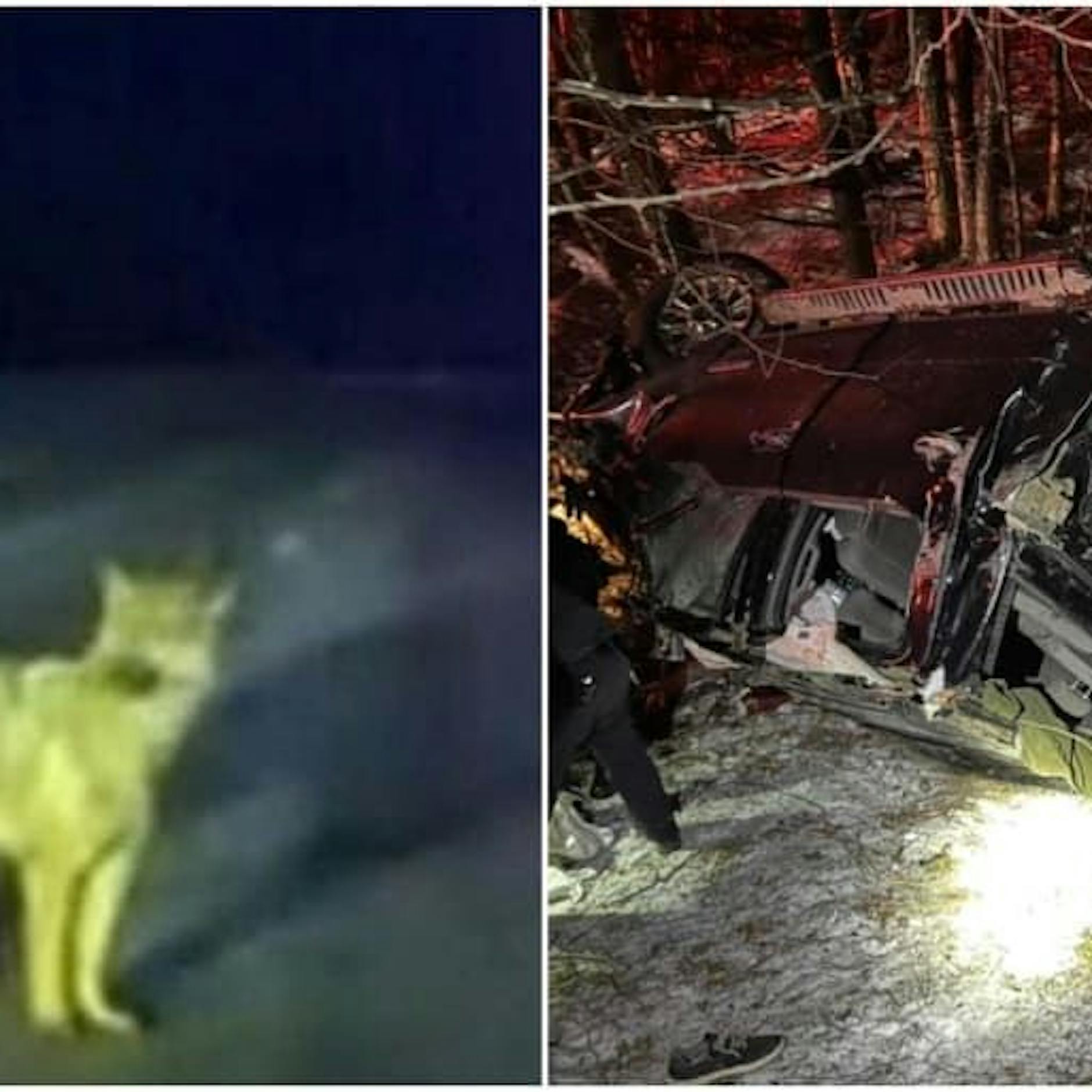 Schäferhund als Held! Er führt die Polizei zum Autounfall seines schwer verletzten Besitzers