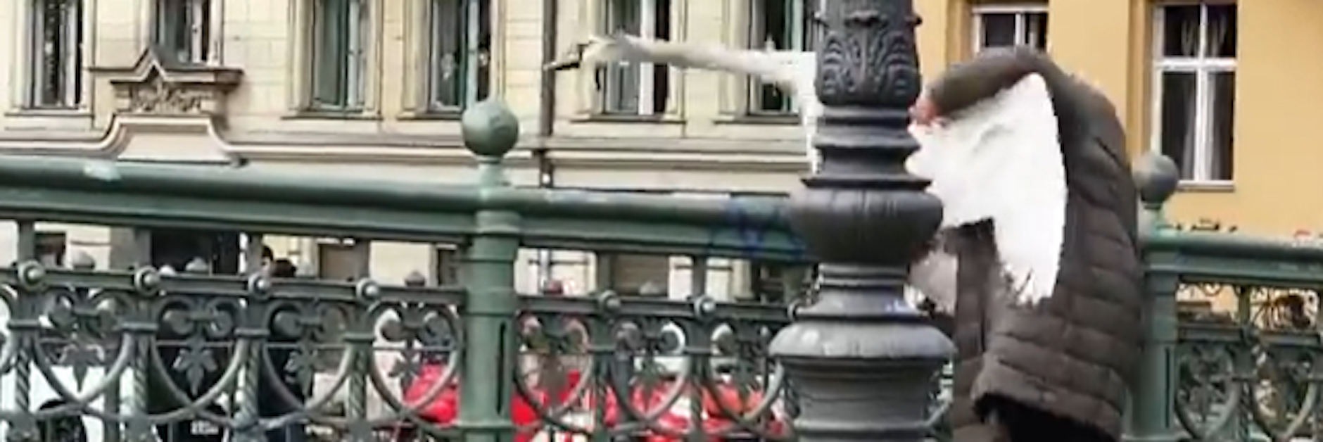 Szene aus dem Video: Die Berliner Oma rettet den Schwan, wirft ihn über die Admiralbrücke in den&nbsp; Kanal.