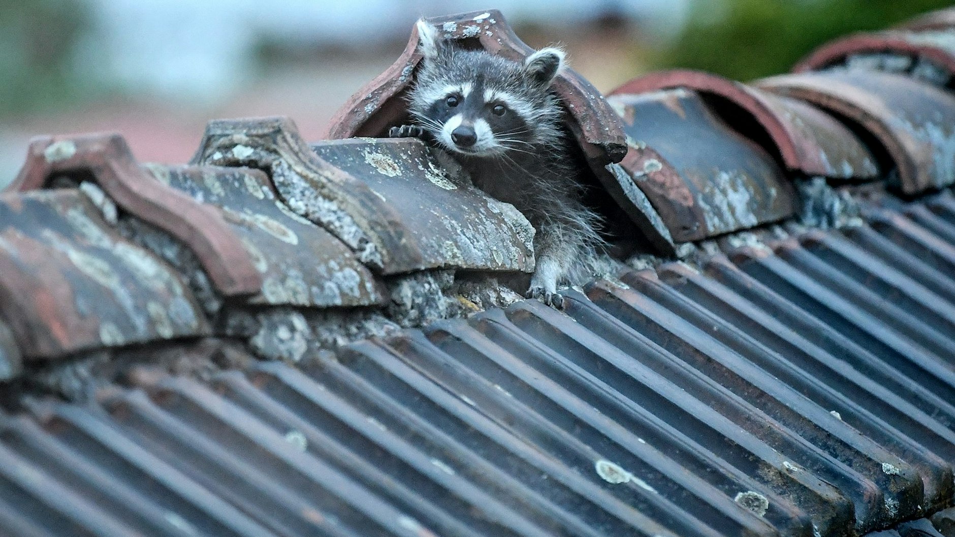 Ein Waschbär krabbelt aus seinem Versteck auf einem Berliner Dach.