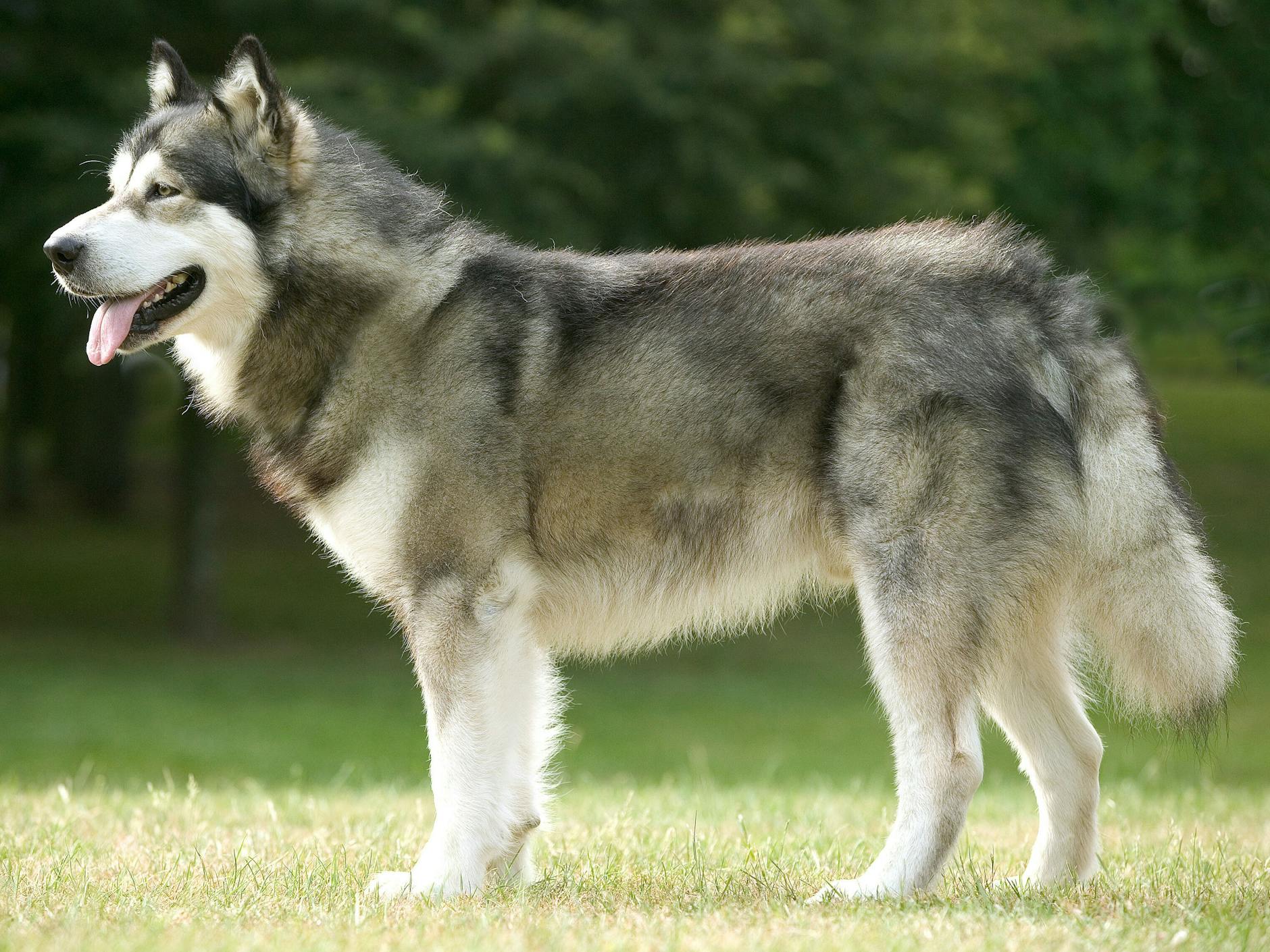 Ein Alaskan Malamute: großes Durchhaltevermögen, warmes Fell.