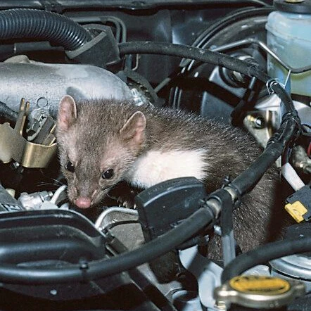 Steinmarder im Motorraum eines Autos.