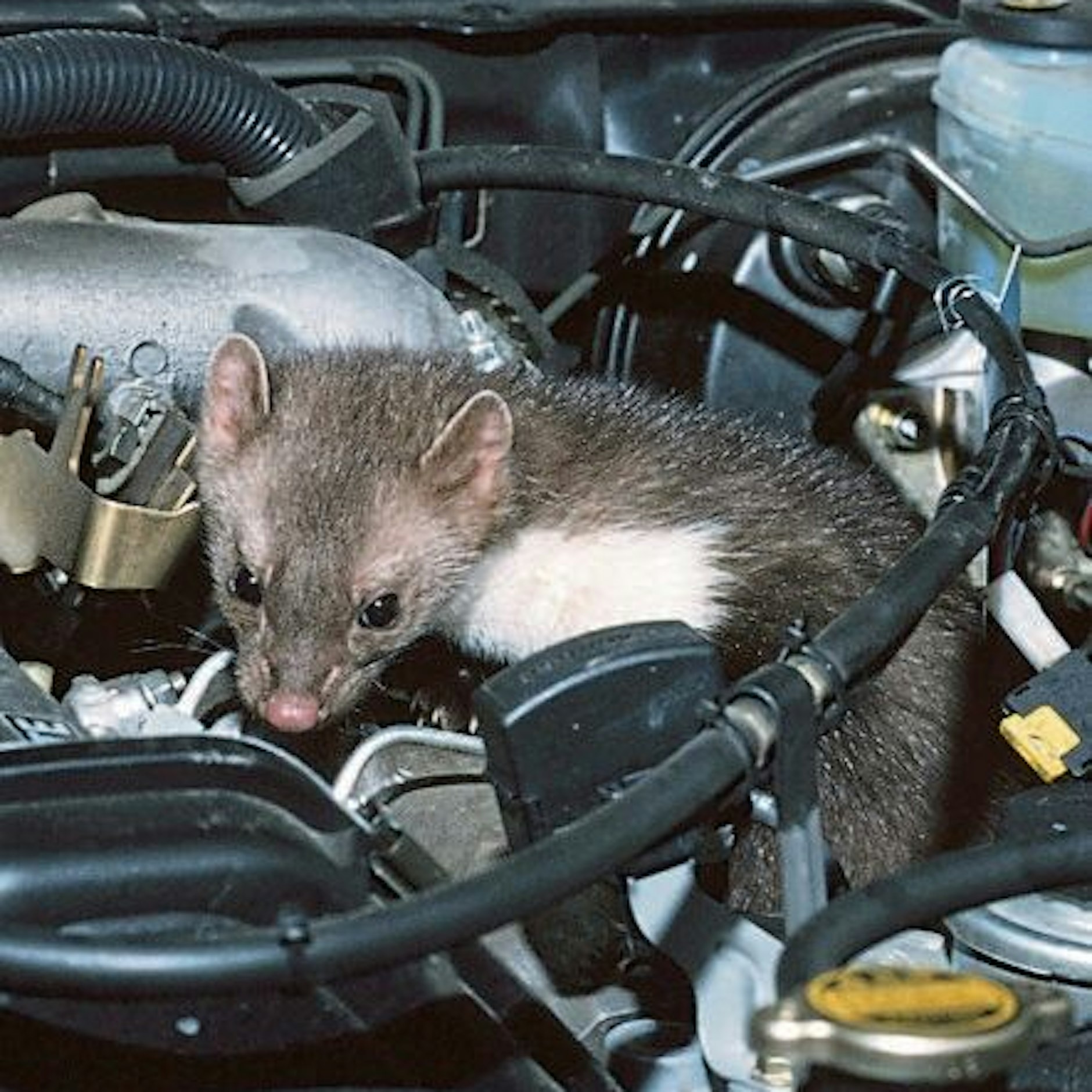 Steinmarder im Motorraum eines Autos.