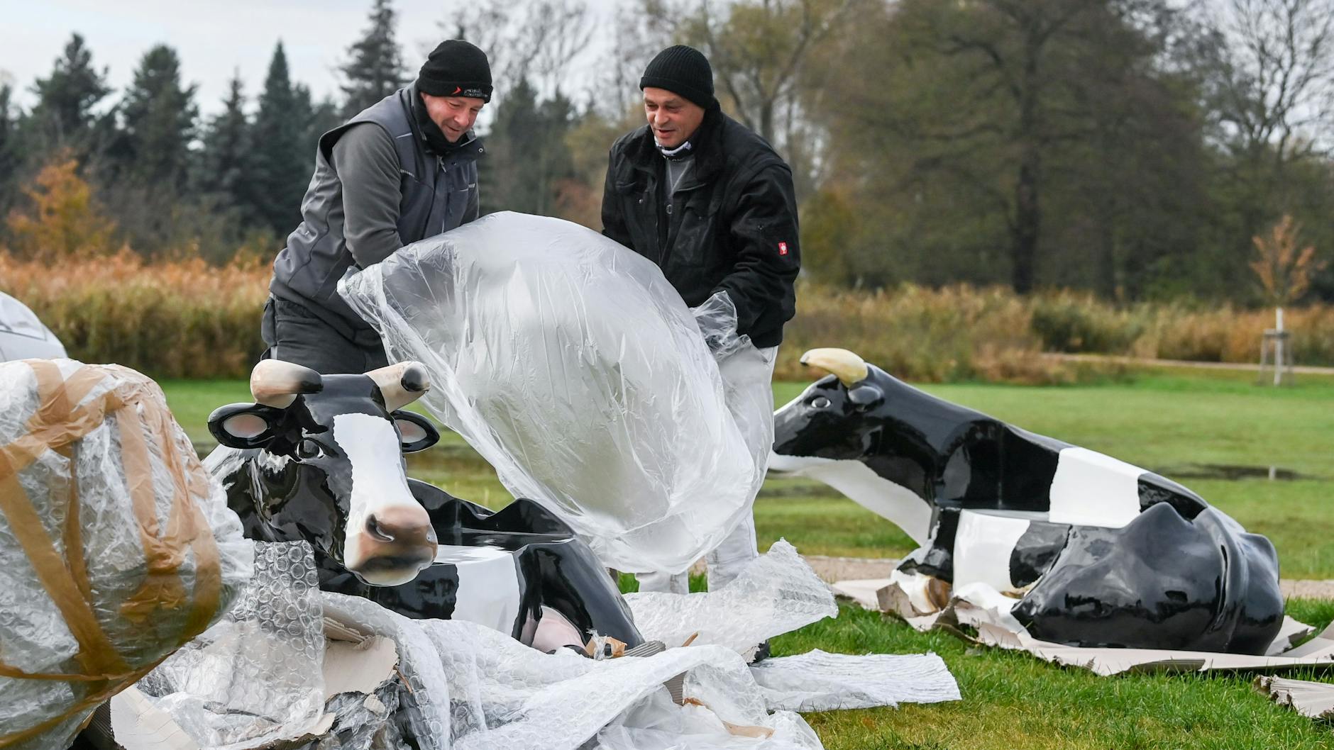 Der Aufbau läuft schon: Mitarbeiter eines Gartenbaubetriebes stellen Kuhfiguren auf der 15 Hektar großen Gelände der Landesgartenschau in Beelitz auf. 