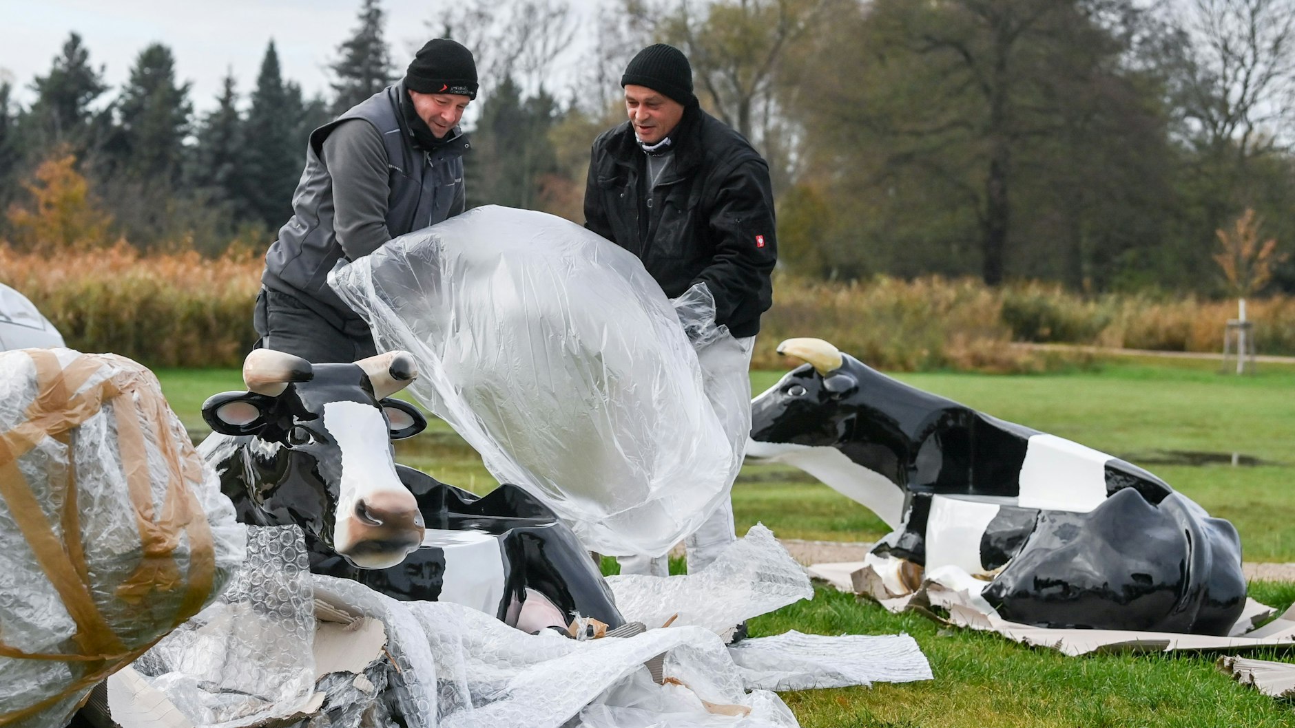 Der Aufbau läuft schon: Mitarbeiter eines Gartenbaubetriebes stellen Kuhfiguren auf der 15 Hektar großen Gelände der Landesgartenschau in Beelitz auf.&nbsp;