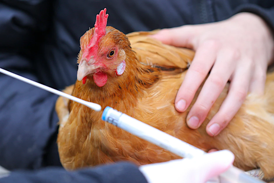 Untersuchung: Mit einem Testset wird ein Abstrich bei diesem Huhn genommen, um es auf Vogelgrippe zu untersuchen.