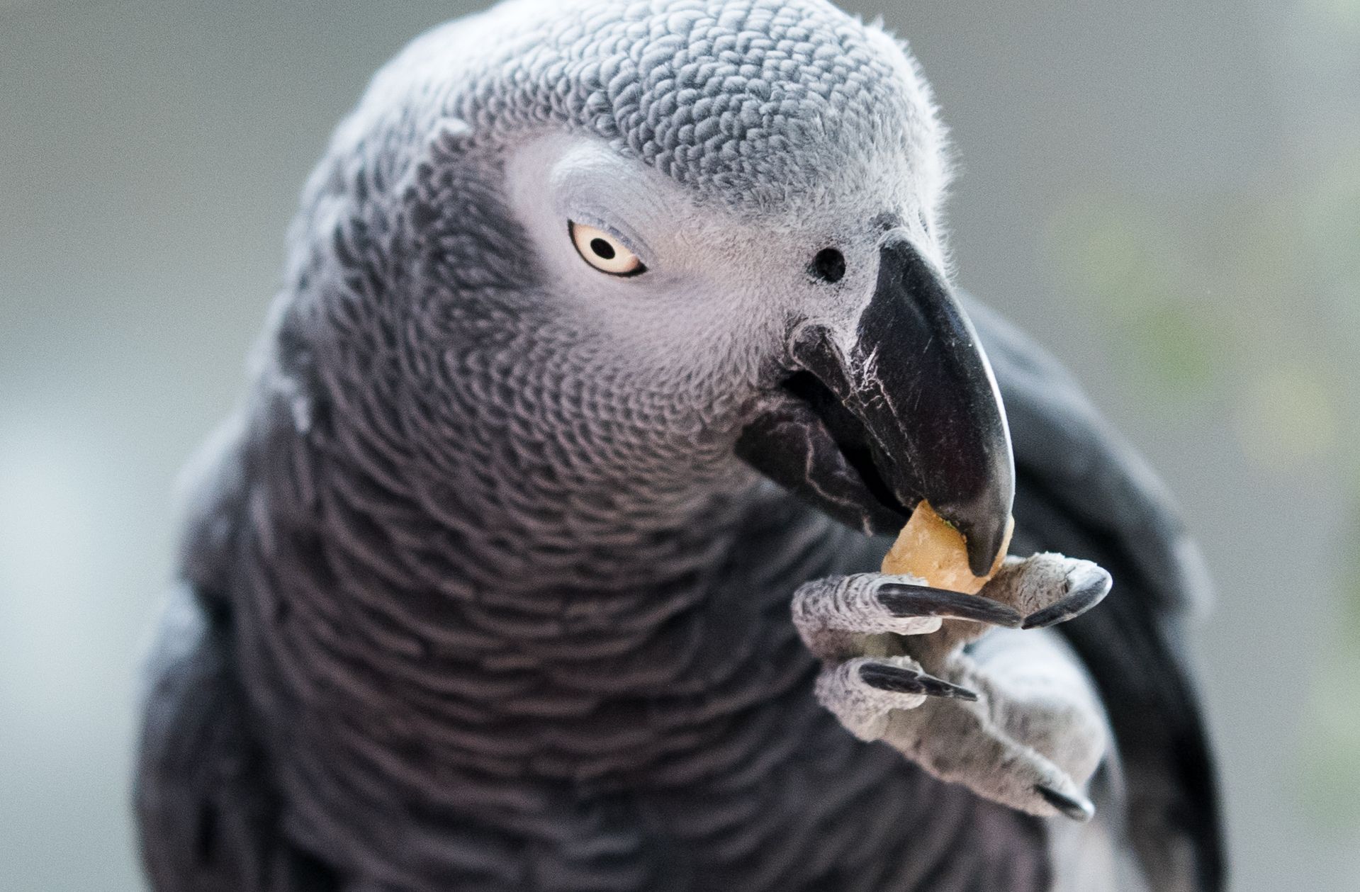 Clickertraining für Vögel: Mit Click und Stick Welli und Papagei dirigieren