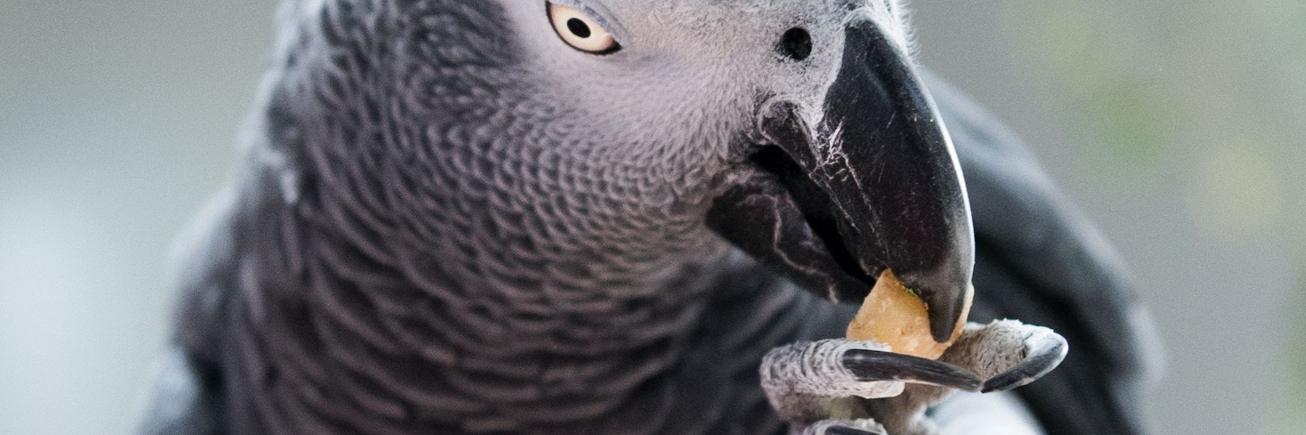 Ein Clickertraining basiert auf dem Prinzip Belohnung. Dazu sollte zuvor herausgefunden werden, was ein Leckerbissen für den Vogel ist. 